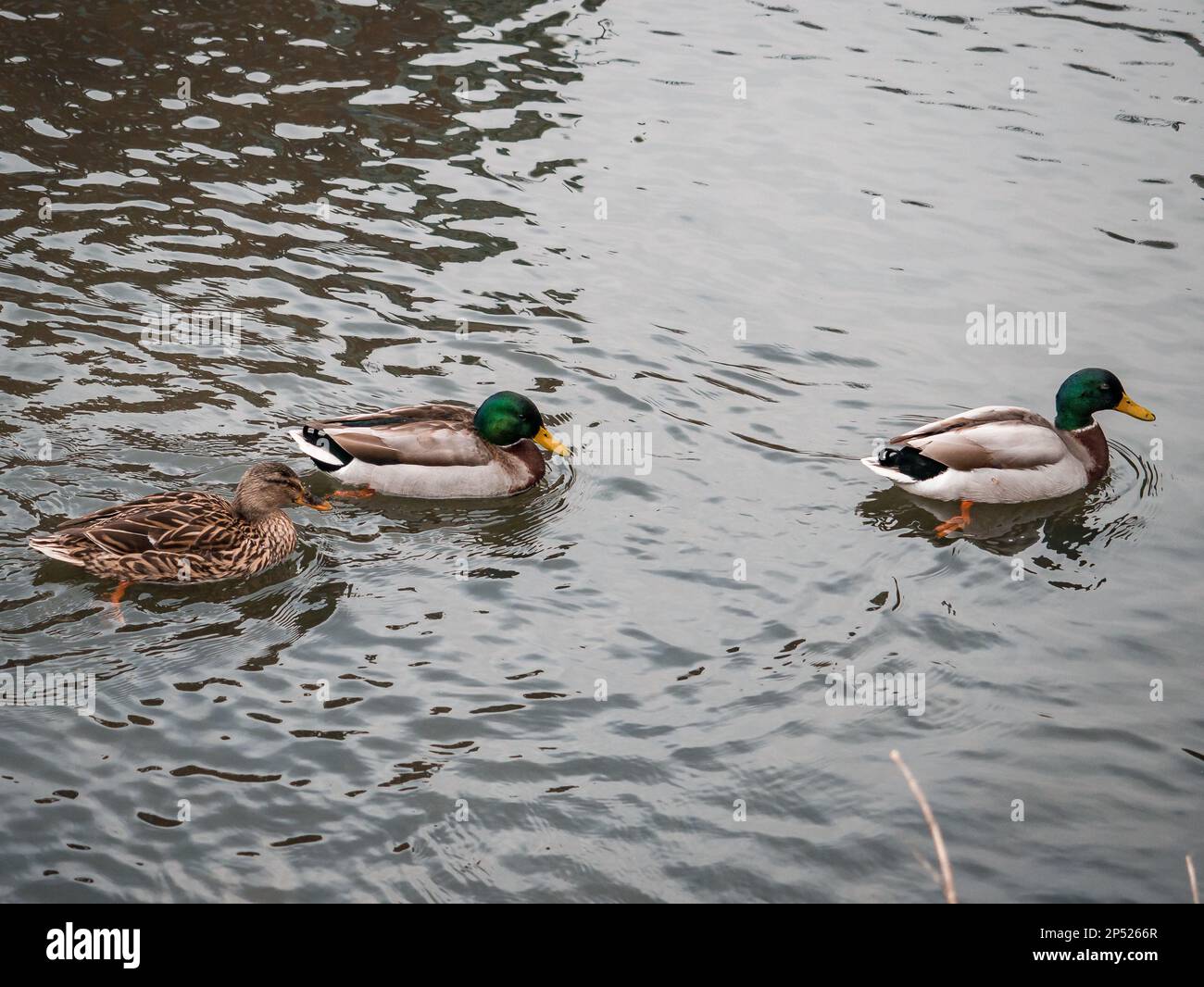 Les canards flottent sur l'eau de la rivière. Banque D'Images