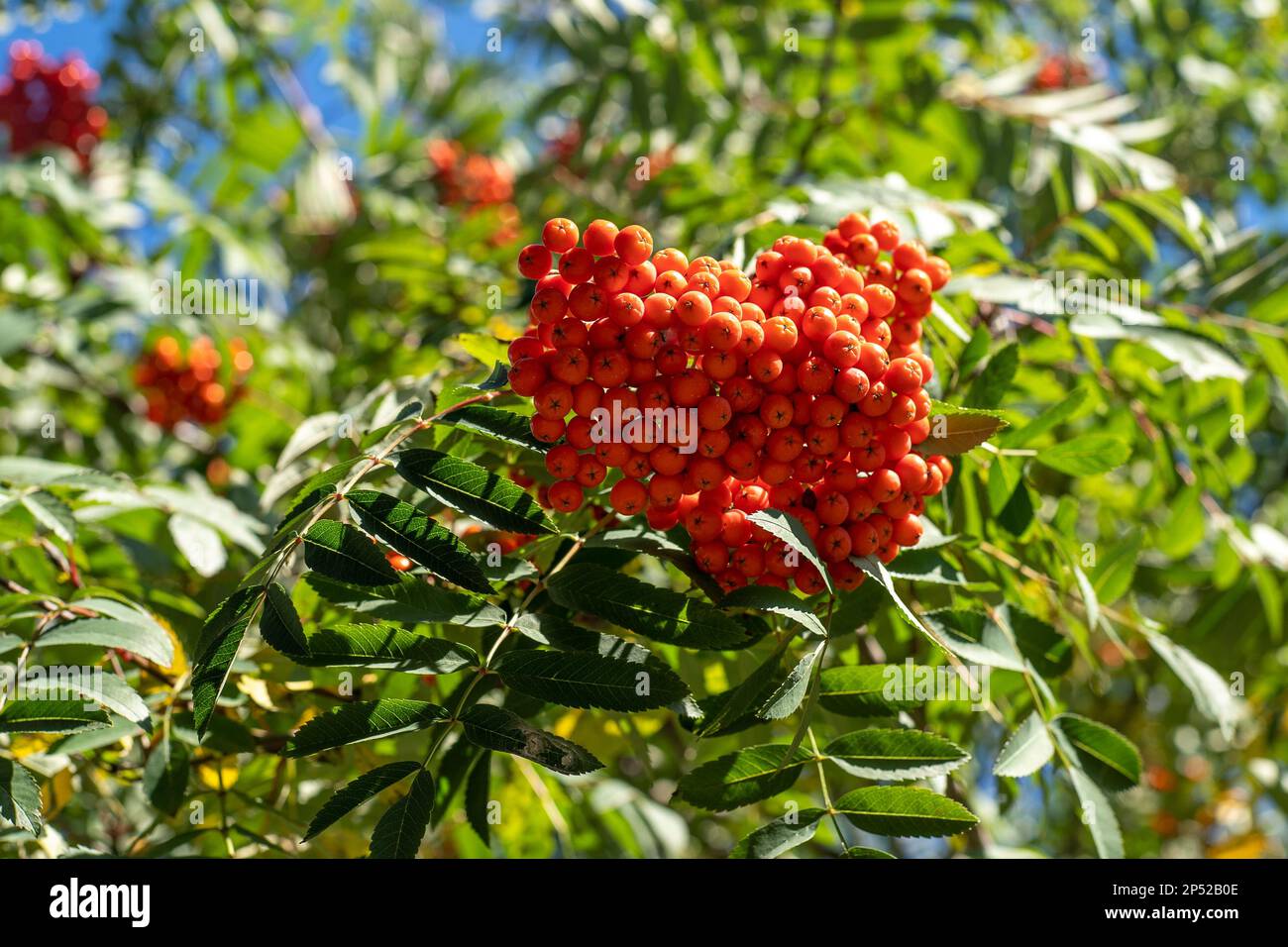 Des groupes de rowan balancent dans le vent. L'arbre de Rowan se branche contre le ciel bleu par une journée ensoleillée. Nature. Récolte de baies rouges et orange. Plante médicinale. Frêne de montagne - Sorbus européen aucuparia. Banque D'Images