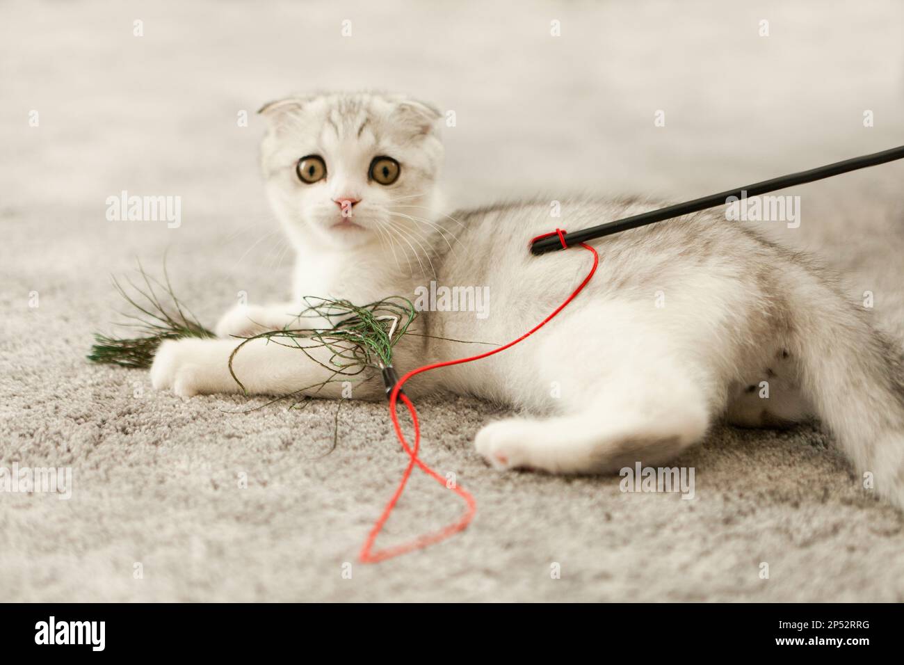chaton écossais. Chat blanc jouant jouet avec des plumes. Jouet en forme de chat en pli écossais sur un tapis blanc Banque D'Images