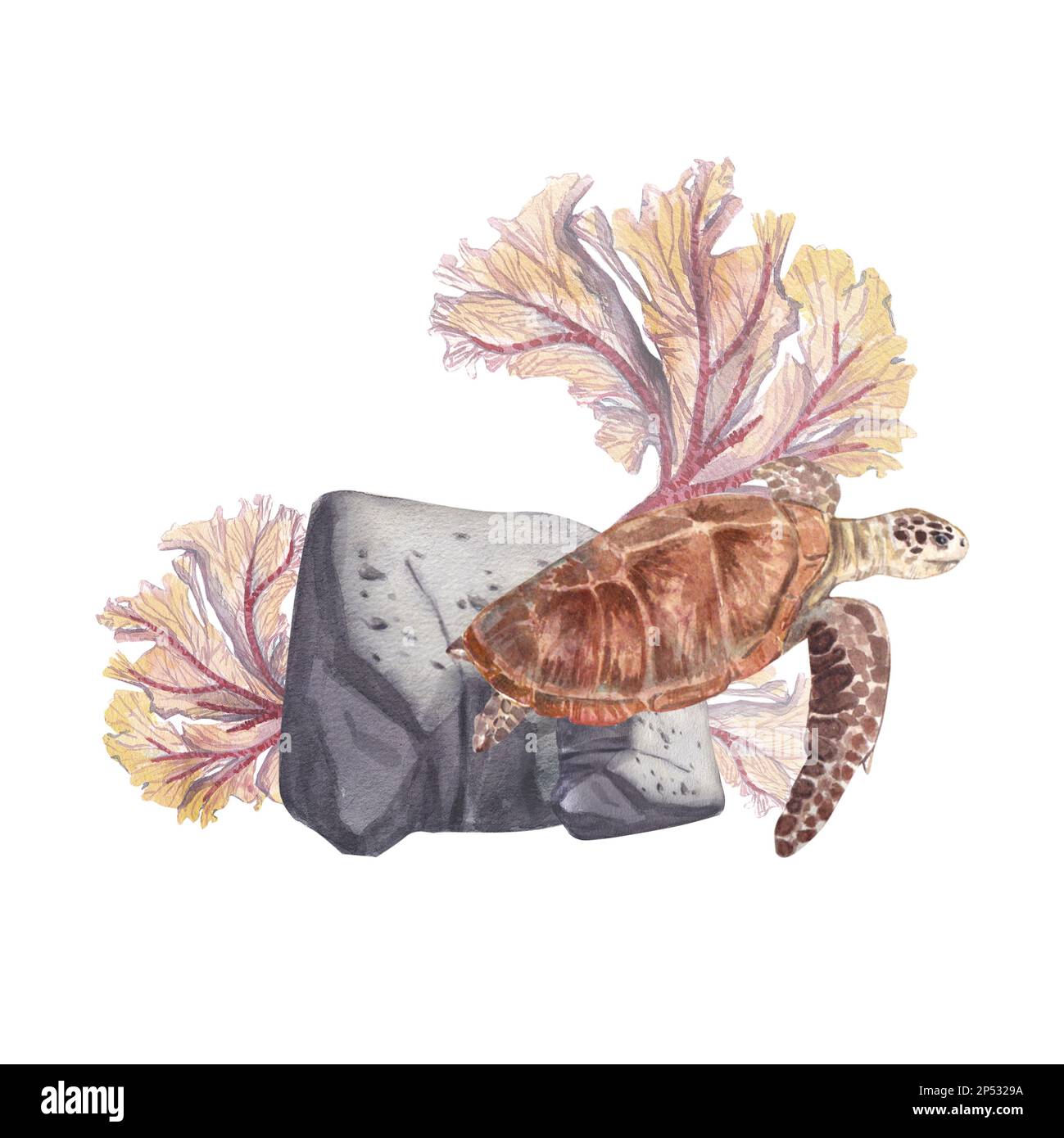 Tortue de mer sur fond de roche avec un feu rouge corail isolé sur fond blanc. Illustration aquarelle d'animaux et de plantes marins. La mise en plan Banque D'Images