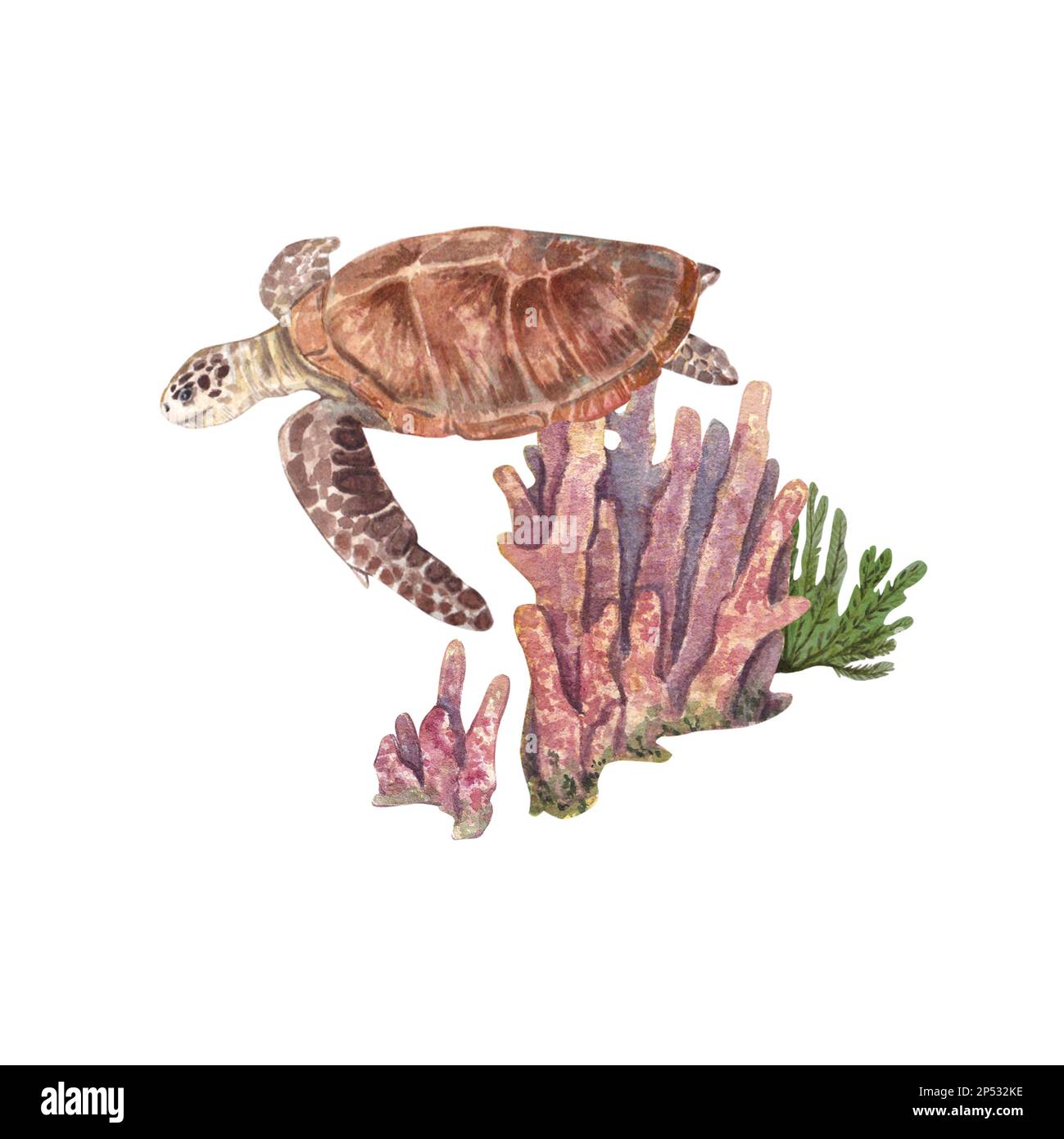 Tortue de mer sur fond de longs coraux roses, surlignés sur fond blanc. Illustration aquarelle d'animaux et de plantes marins. Le dessin i Banque D'Images