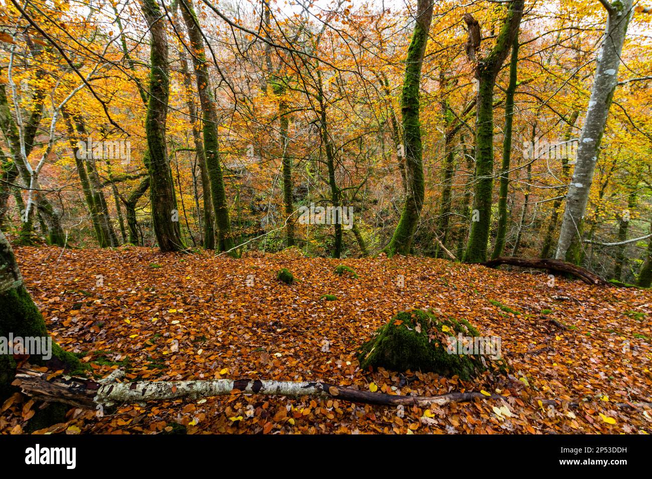 Des arbres britanniques dans les bois en automne ou en automne avec des feuilles tombantes sur la promenade du Torrent ou Llwybr Clywedog, près de Dolgellau, Snowdonia, Nord du pays de Galles, Royaume-Uni, grand angle Banque D'Images