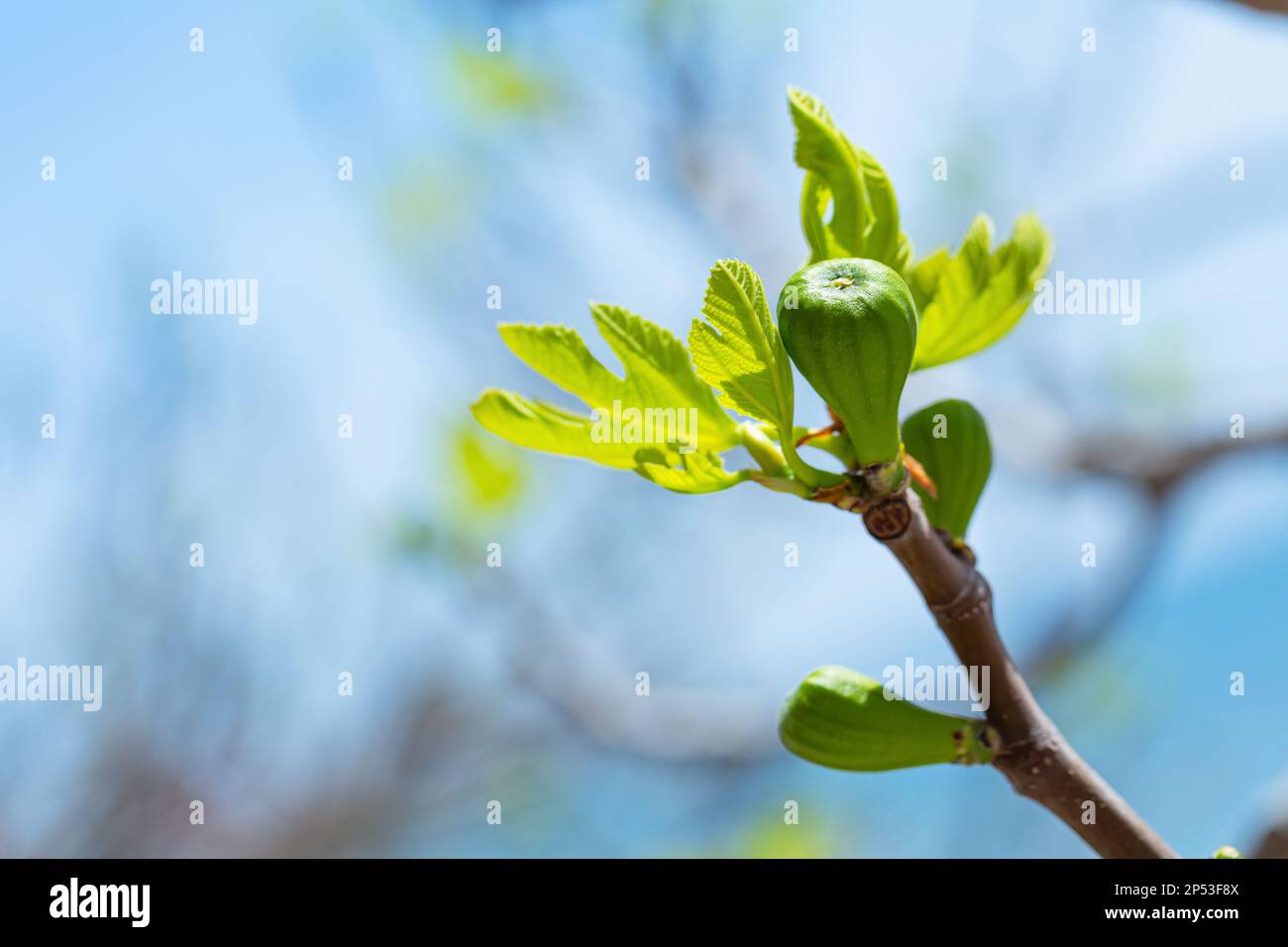 Pousses de figuier et figues vertes au printemps par temps ensoleillé Banque D'Images
