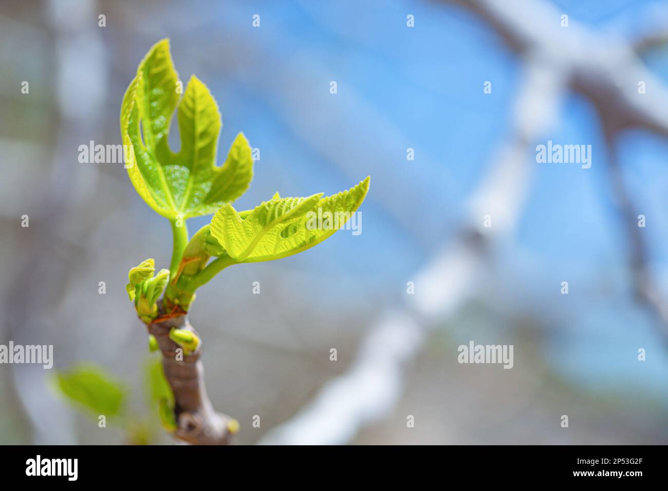 Pousses de figuier et figues vertes au printemps par temps ensoleillé Banque D'Images