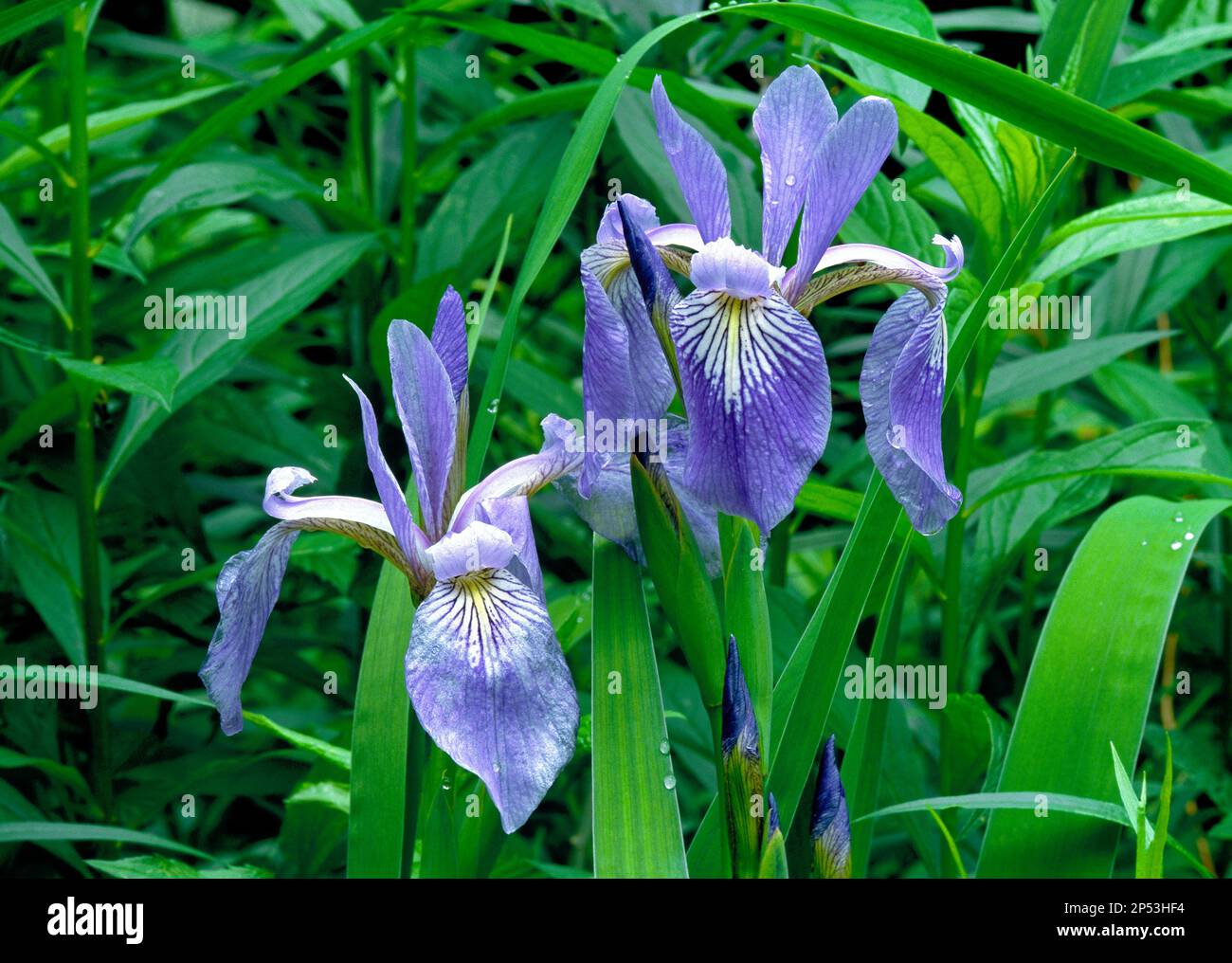 Iris Wild Blue Flag en fleur dans le nord-est de la Pennsylvanie Banque D'Images