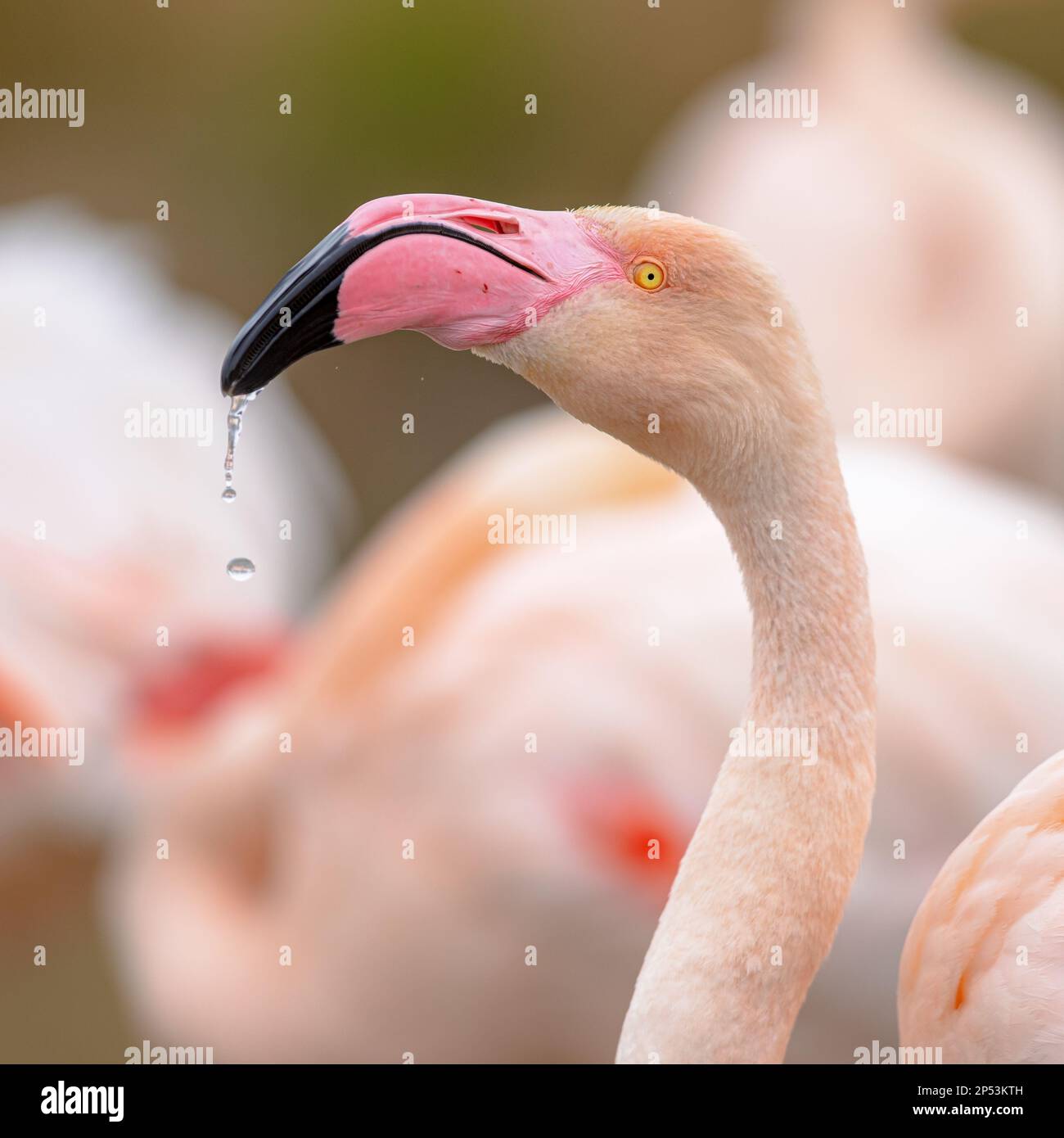 Portrait du grand flamants roses (Phoenicopterus roseus) est l'espèce la plus répandue et la plus importante de la famille des flamants roses. Groupe de brids se reposant en état de wate Banque D'Images