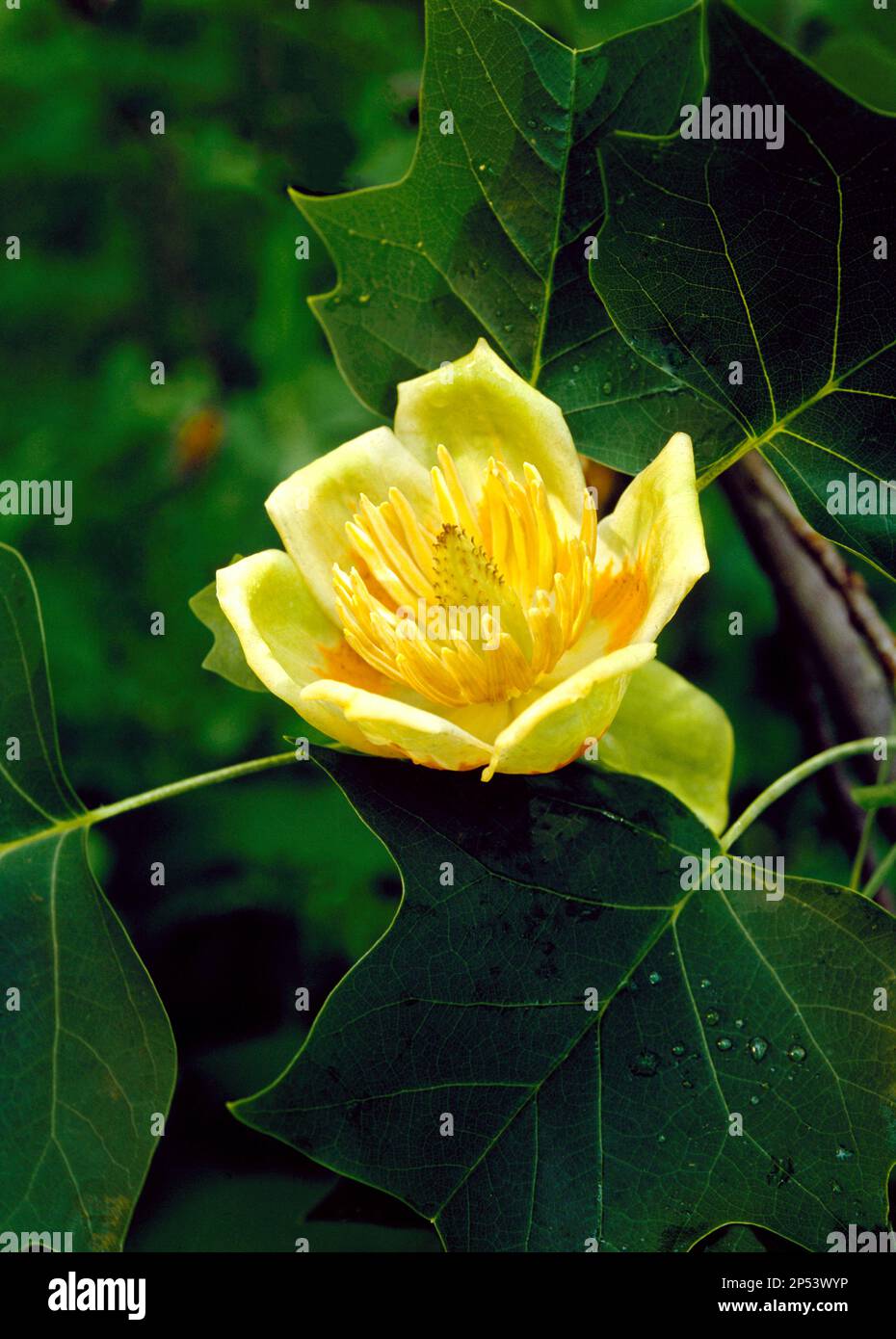 Tuliptree en fleur dans la zone naturelle de Sideling Hill Creek, en Pennsylvanie Banque D'Images