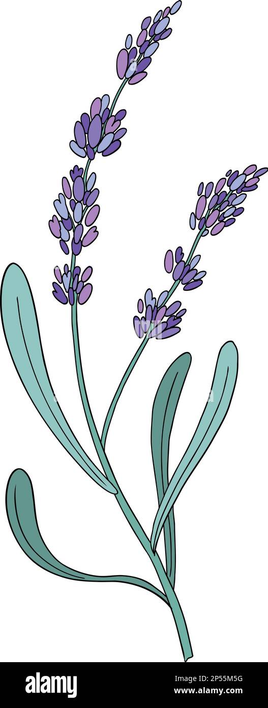 Fleur de lavande. Herbe florale provençale aux fleurs violettes. Dessin botanique du champ de Lavandula. Lavande en fleur. Vecteur de couleur dessiné à la main Illustration de Vecteur