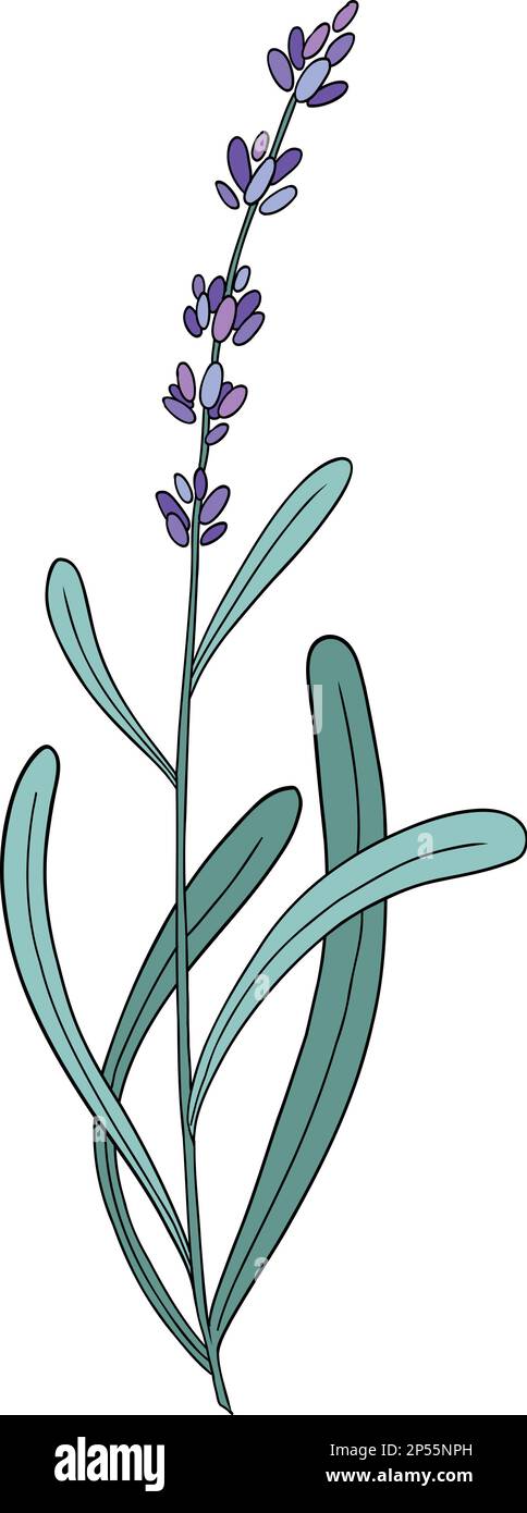 Fleur de lavande. Herbe florale provençale aux fleurs violettes. Dessin botanique du champ de Lavandula. Lavande en fleur. Vecteur de couleur dessiné à la main Illustration de Vecteur
