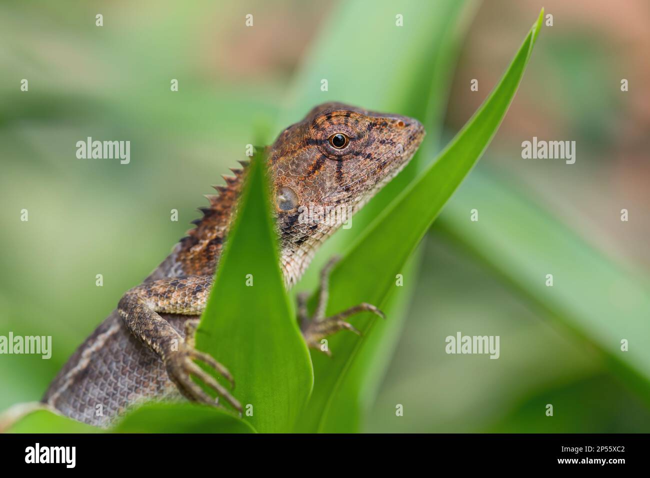 Oriental Garden Lizard - calotes versicolor, lézard changeant coloré des forêts et buissons asiatiques, Malaisie. Banque D'Images