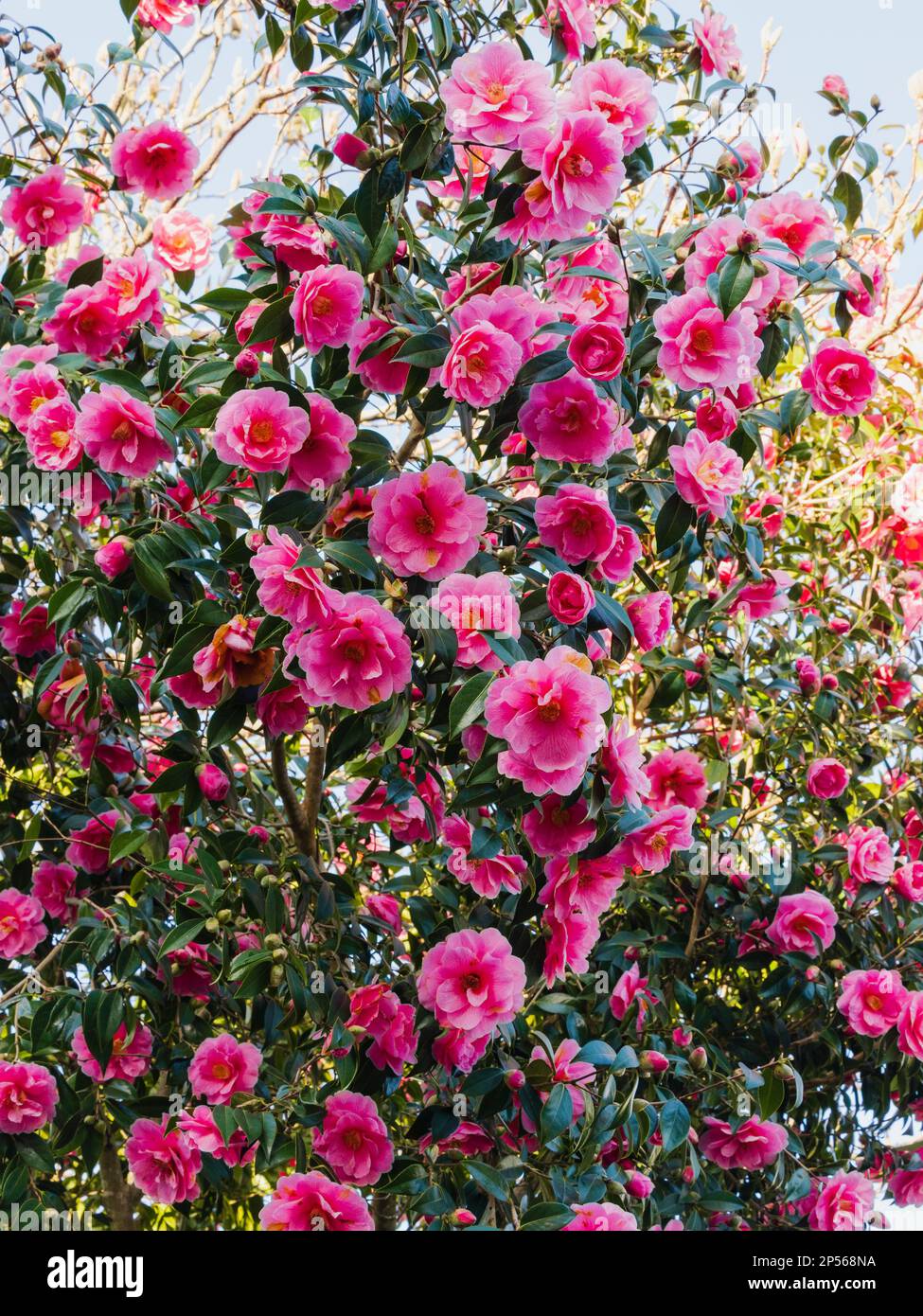 Exposition en masse de la fin de l'hiver de la fleur rose semi-double vert, Camellia x williamsii 'Donation' Banque D'Images