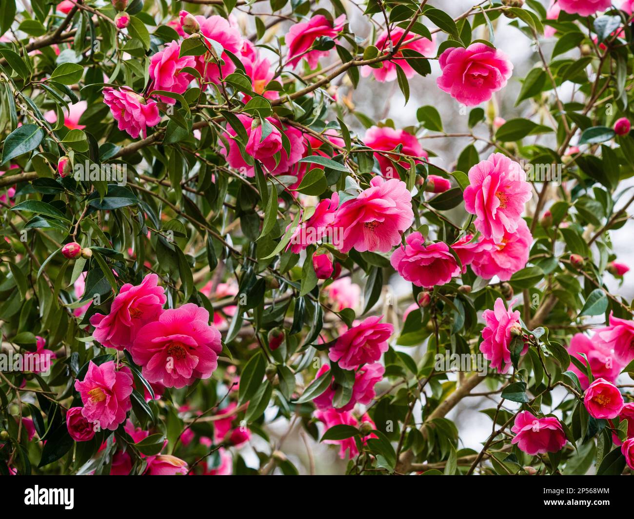Exposition en masse de la fin de l'hiver de la fleur rose semi-double vert, Camellia x williamsii 'Donation' Banque D'Images