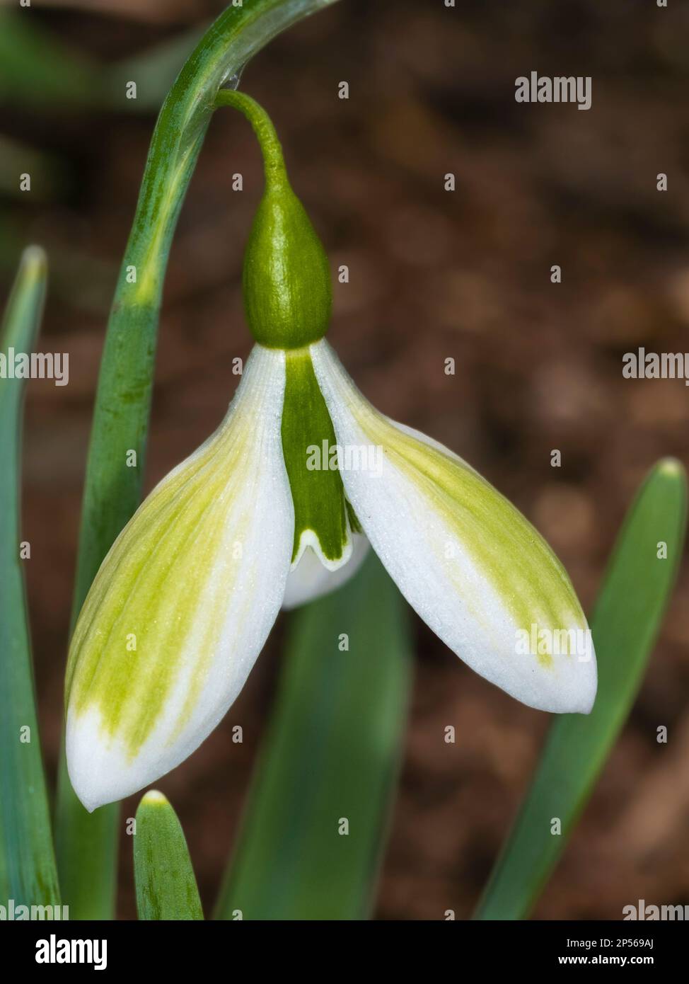 Fleurs de la fin de l'hiver de la neige viridesse dure, Galanthus gracilis 'Andrea's Fault' Banque D'Images