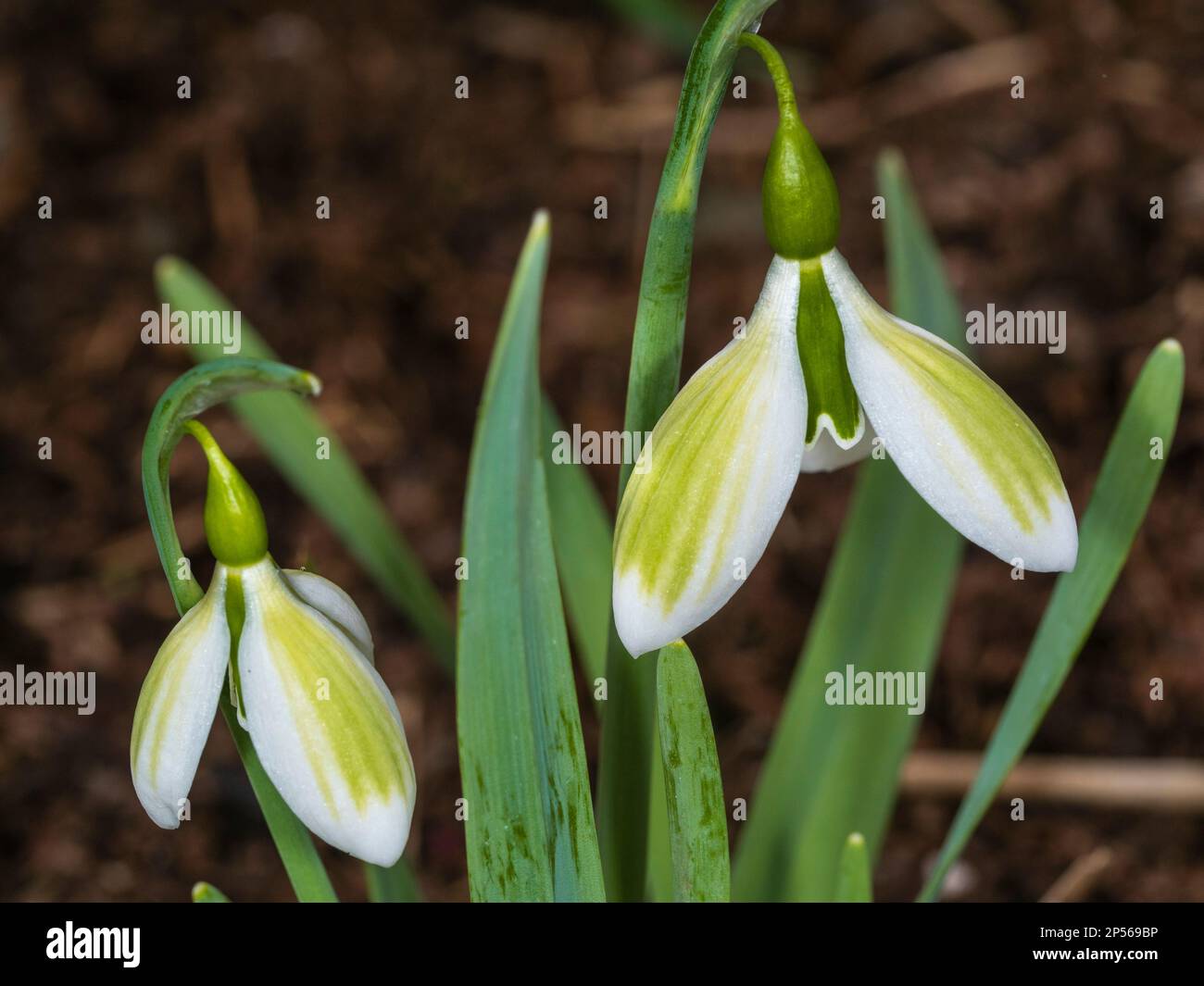 Fleurs de la fin de l'hiver de la neige viridesse dure, Galanthus gracilis 'Andrea's Fault' Banque D'Images