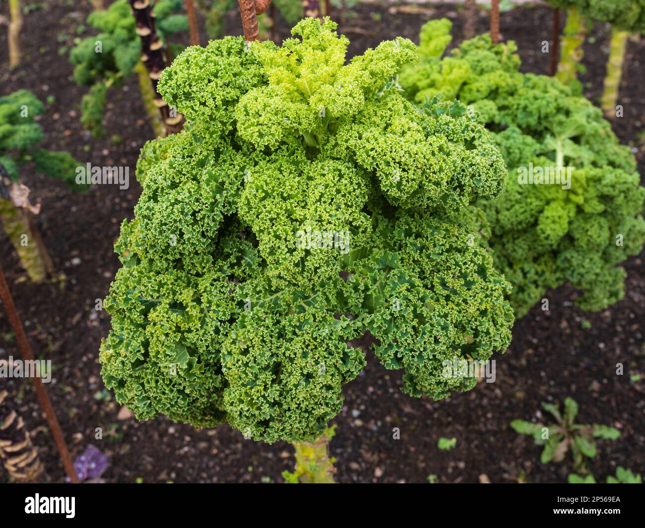 Feuillage ornemental profondément coupé de la feuille d'hiver robuste F1 légume hybride, Kale 'Reflex' Banque D'Images