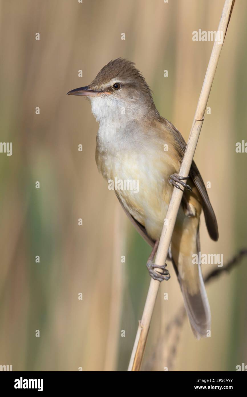 Grande Paruline à roseau (Acrocephalus arundinaceus), adulte perchée sur un roseau, Campanie, Italie Banque D'Images