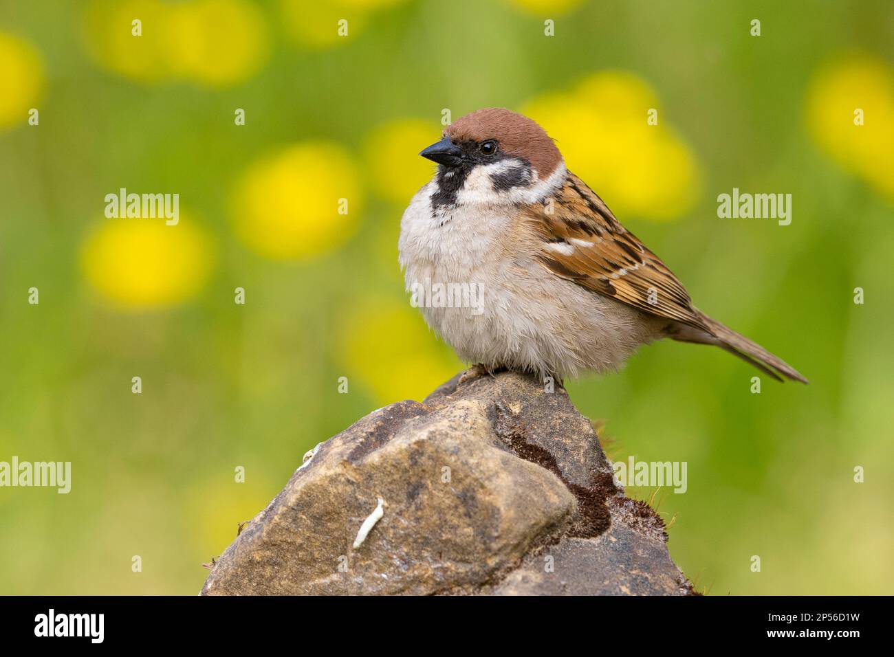 Bruant eurasien (Passer montanus), vue latérale d'un adulte perché sur un rocher, Campanie, Italie Banque D'Images