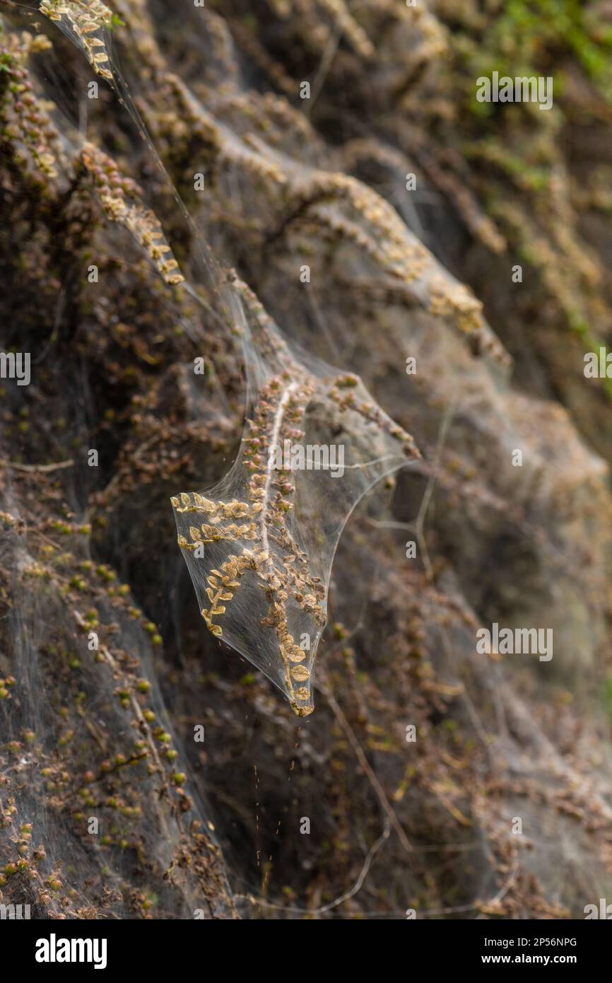 Photo macro de la bande larvaire de la Moth Ermine dans une brousse Banque D'Images