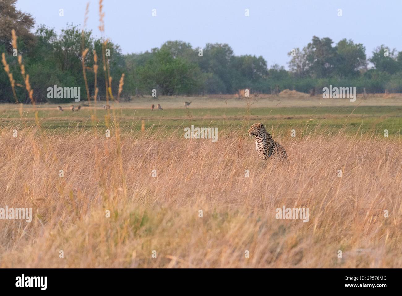 Le léopard (Panthera pardus) se trouve dans l'herbe haute pour observer sa proie. Okavango Delta, Botswana, Afrique Banque D'Images