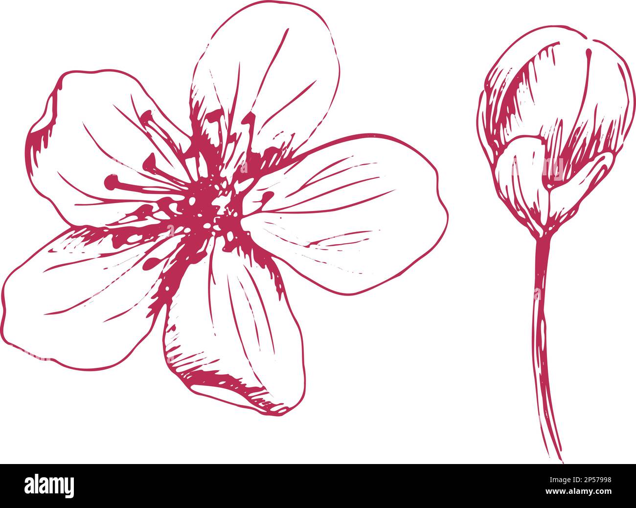Ensemble de fleurs Sakura, style trait d'encre dessiné à la main. Illustration du vecteur de la plante de cerisier de cure Illustration de Vecteur