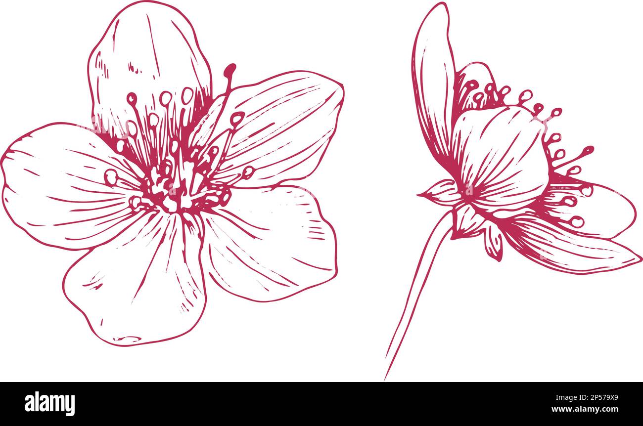 Ensemble de fleurs Sakura, style trait d'encre dessiné à la main. Illustration du vecteur de la plante de cerisier de cure Illustration de Vecteur