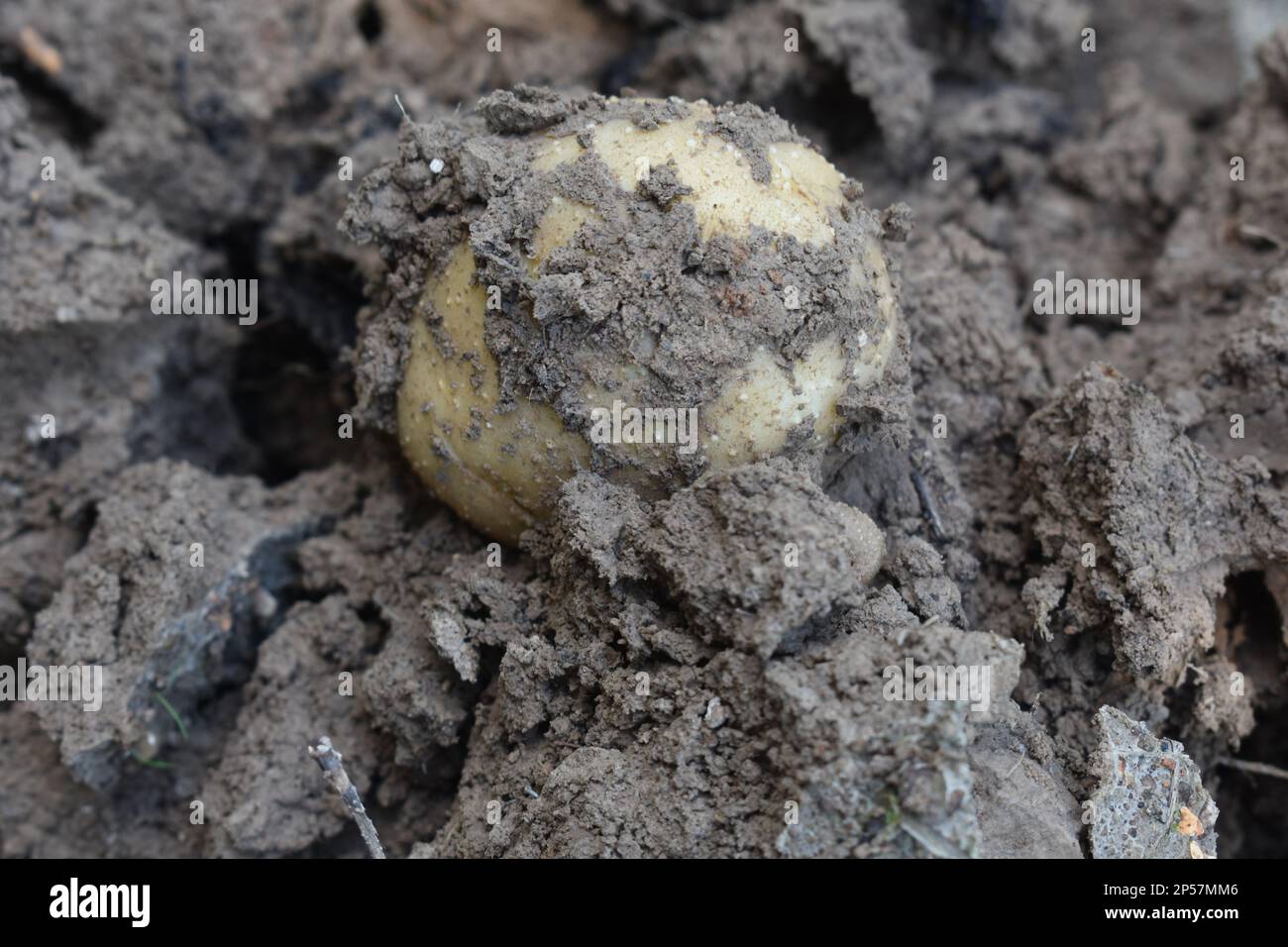 Pommes de terre Russet cultivées dans un jardin à la maison, fraîchement creusées du sol, encore couvertes de terre. Rural Missouri, Mo, États-Unis, États-Unis, États-Unis Banque D'Images