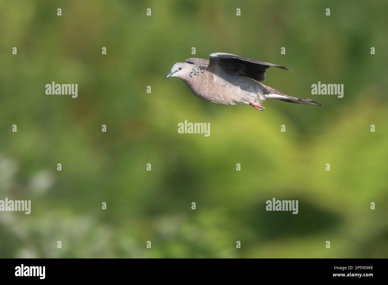 Une espèce non indigène d'oiseau introduit la colombe tachetée (Spilopelia chinensis) en vol, volant sur l'île de Waiheke près d'Auckland en Nouvelle-Zélande. Banque D'Images