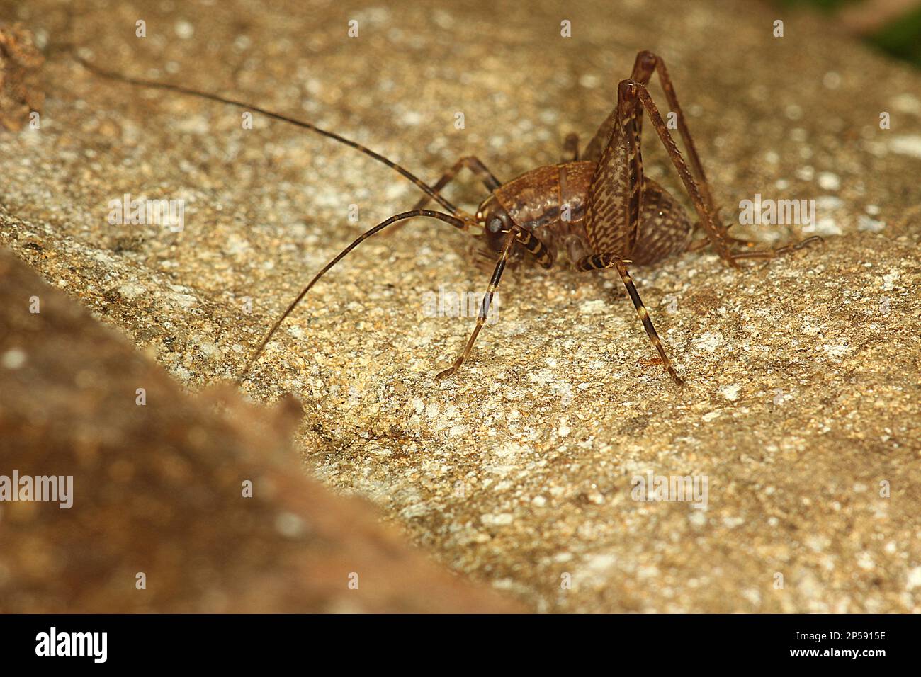 Camel cricket (Pleioplectron hudsoni ) Banque D'Images