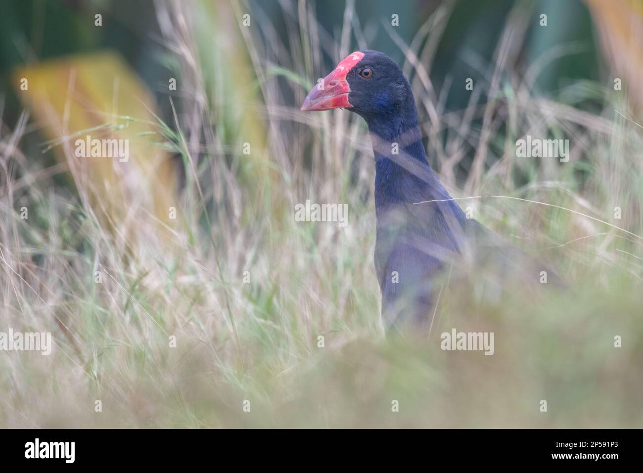 Le samphen Australasien (Porphyrio melanotus) de près d'Auckland, Aotearoa Nouvelle-Zélande. Banque D'Images