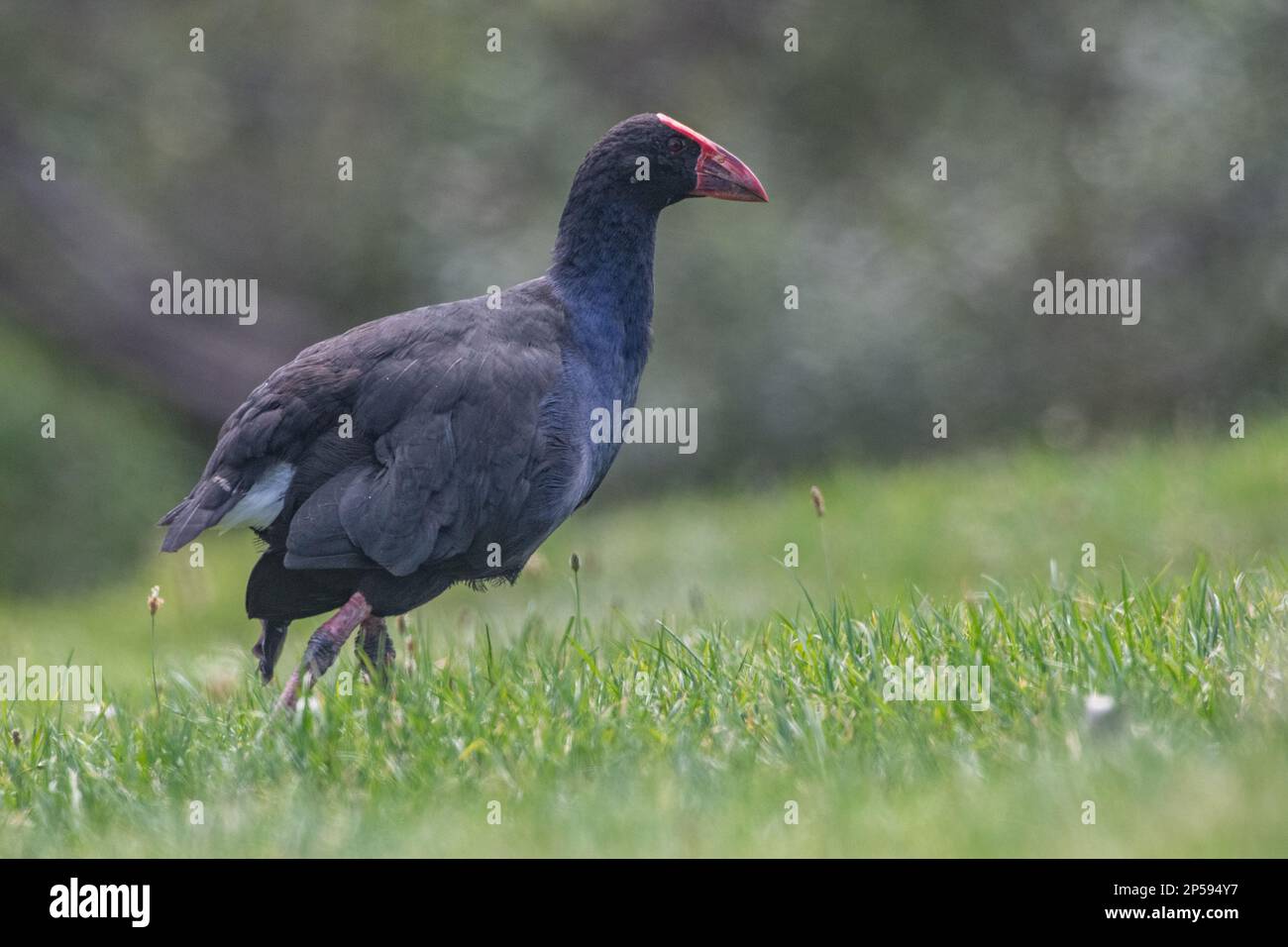 Le samphen Australasien (Porphyrio melanotus) de près d'Auckland, Aotearoa Nouvelle-Zélande. Banque D'Images