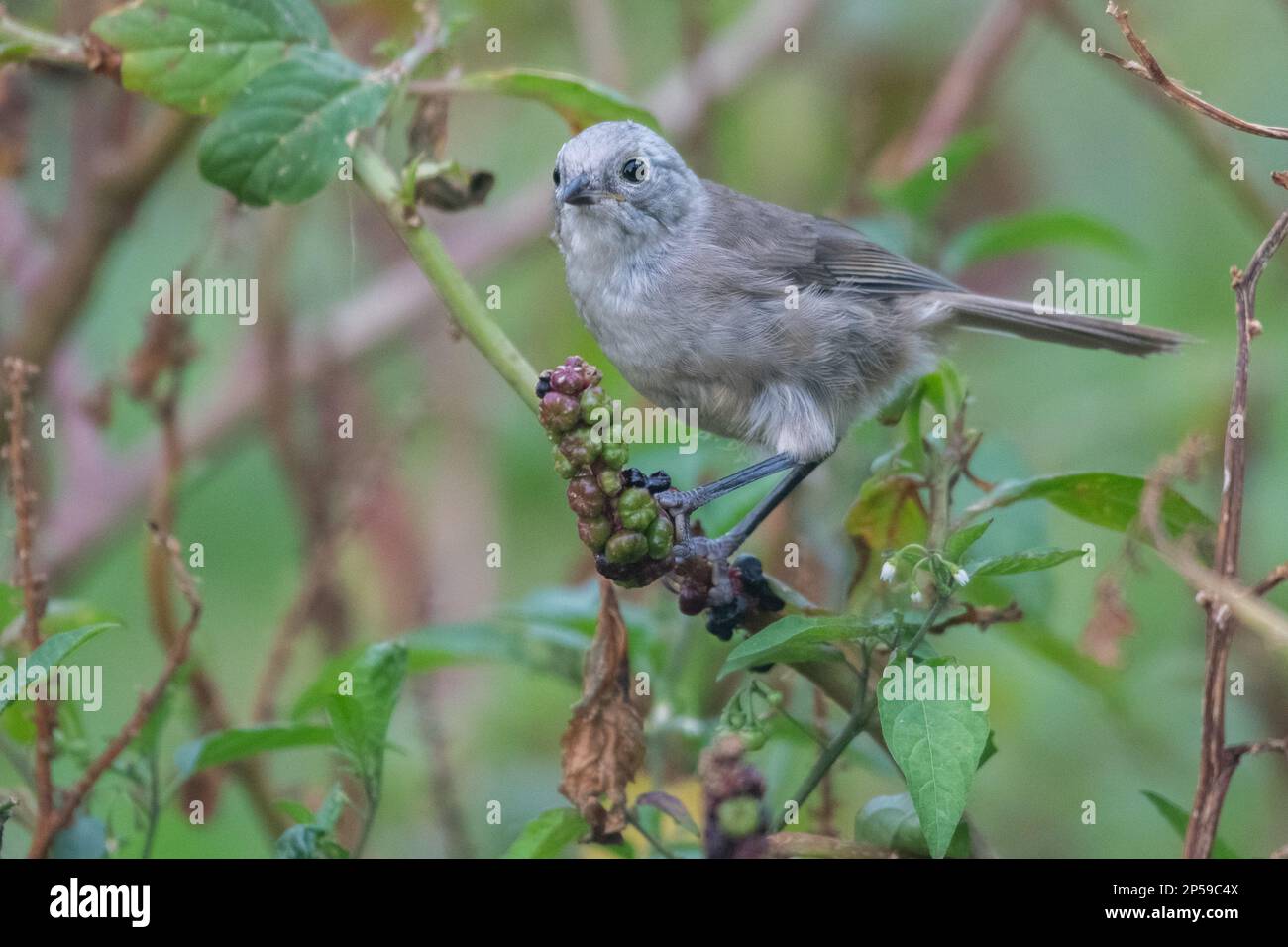 Le whitehead (Mohoua albicilla), un oiseau de passereau endémique à Aotearoa en Nouvelle-Zélande. Banque D'Images