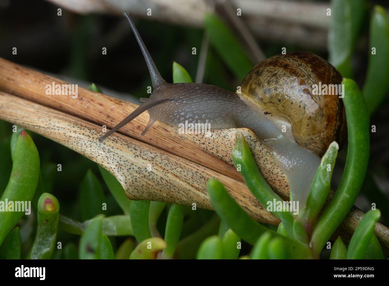 Un escargot de jardin brun introduit (Cornu aspersum) près d'Auckland, Aotearoa Nouvelle-Zélande. Banque D'Images