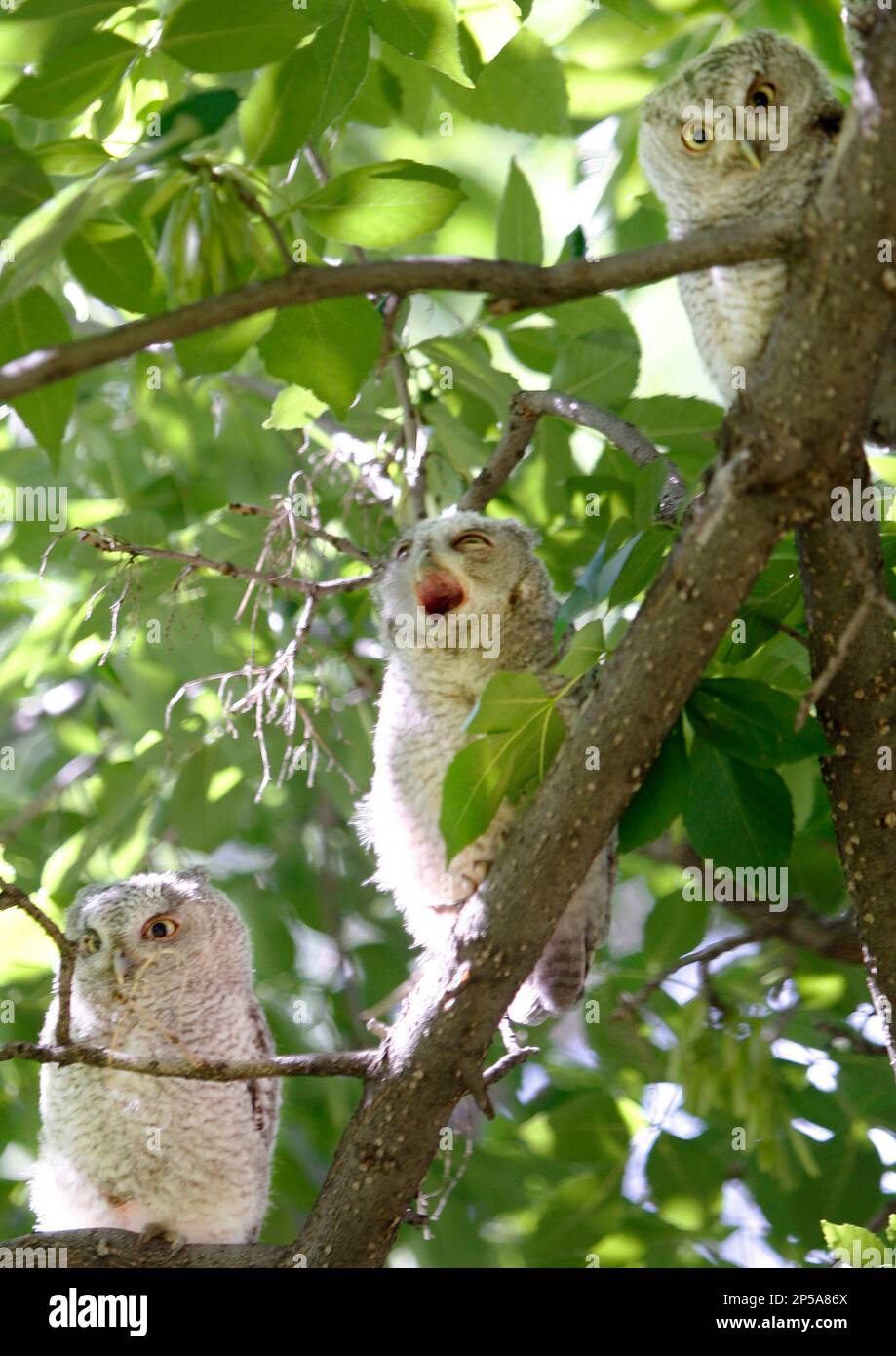 One young owlet yawns as a family of Eastern screech owls roosts in an ash tree in the back yard of a home in Billings, Mont. on Sunday, June 23, 2013. In total, there is one parent owl and six young that have been frequenting the trees in the backyard of the home. (AP Photo/Billings Gazette, Casey Page) MANDATORY CREDIT Banque D'Images