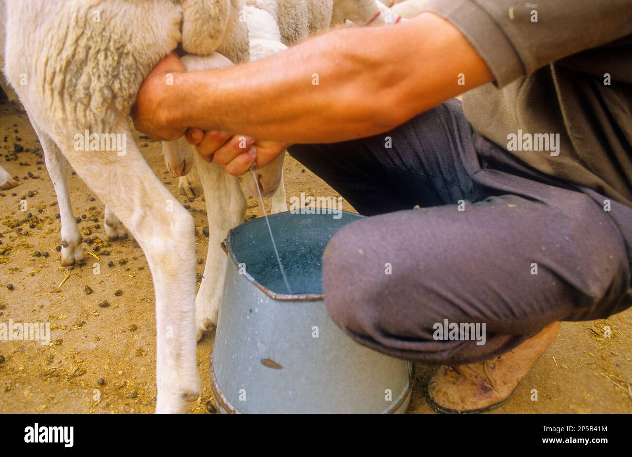 Shepherd qui traite un mouton, Campo de Criptana, province de Ciudad Real, Castilla-la Mancha, route de Don Quichotte, Espagne Banque D'Images