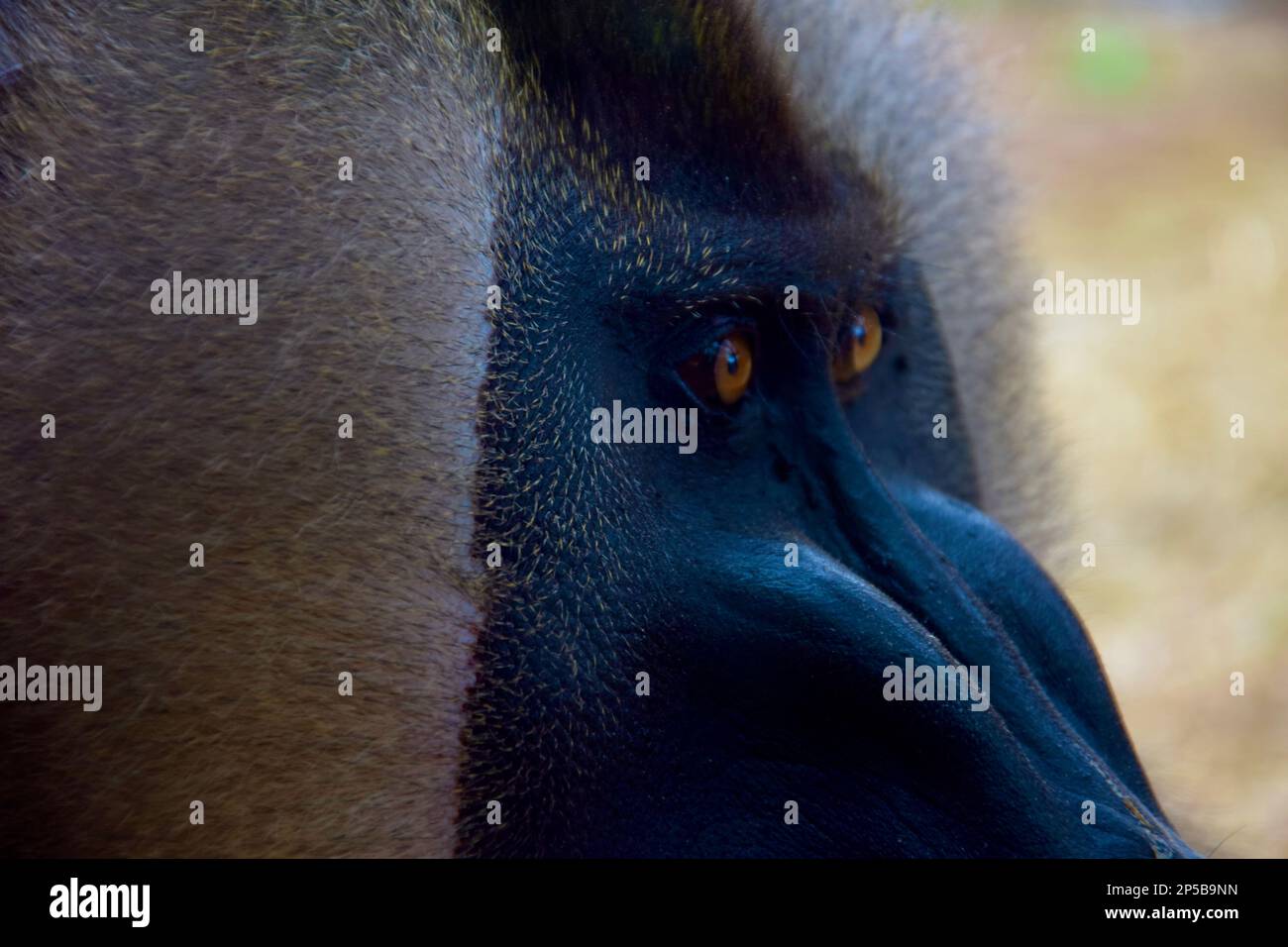 (Foreuse) Mandrillus leucophaeus regardant focalisé Banque D'Images