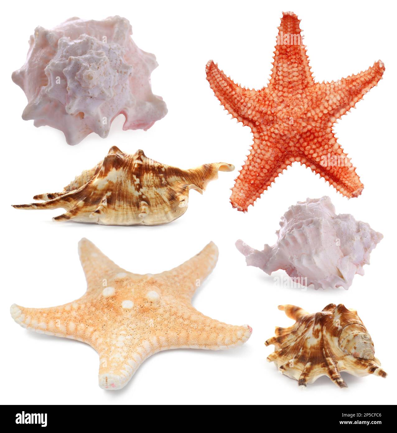Collection de différentes belles étoiles de mer et coquillages sur fond blanc Banque D'Images