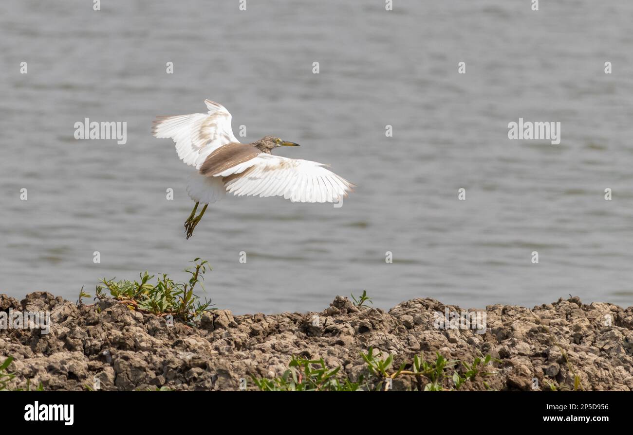 Un héron d'étang chinois débarque sur une rive, en Thaïlande Banque D'Images