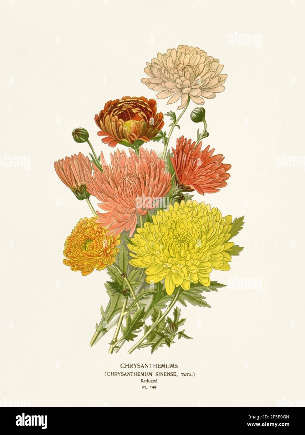 Illustration des fleurs. Chrysanthèmes Banque D'Images