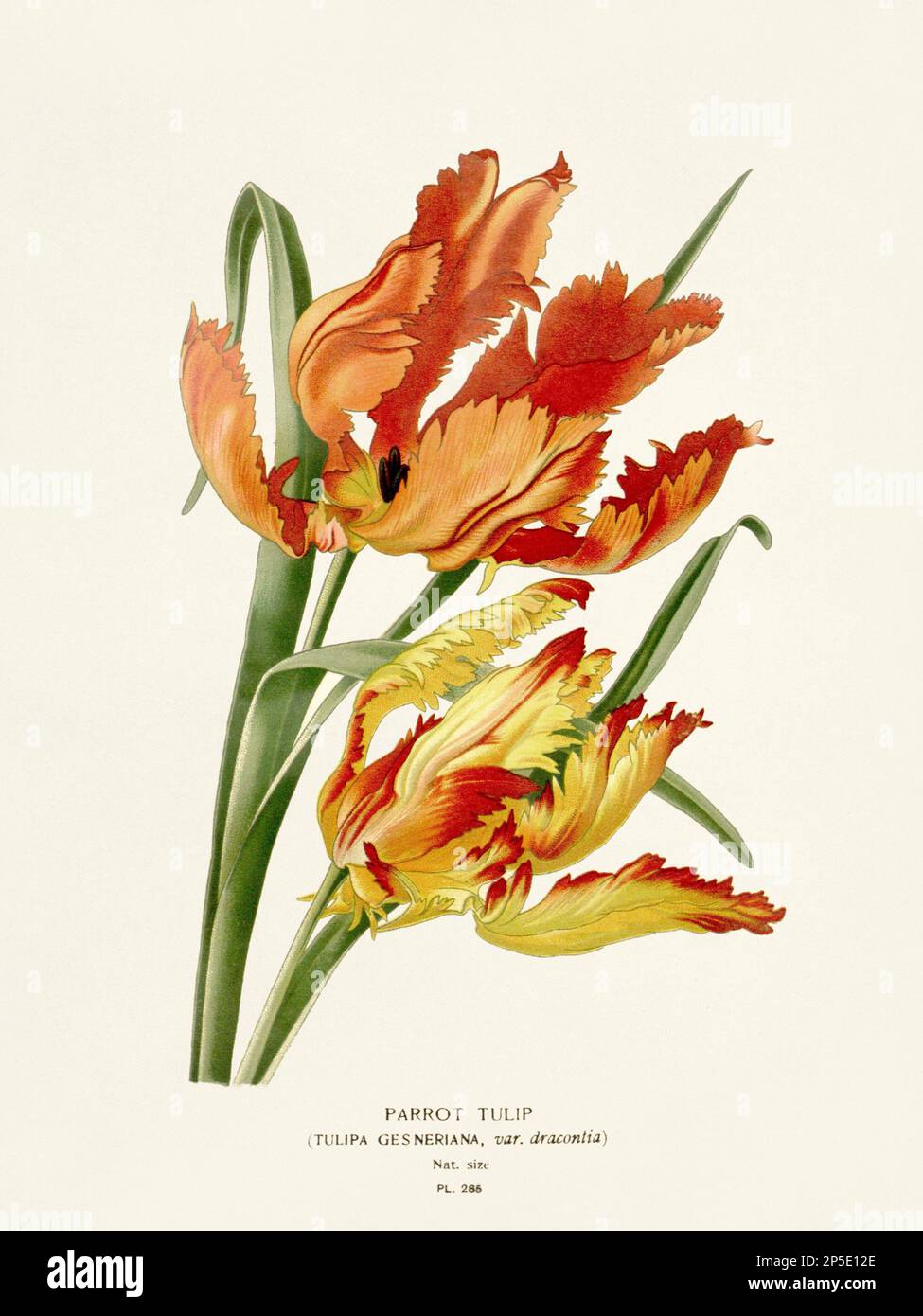 Illustration des fleurs. Tulipe Banque D'Images