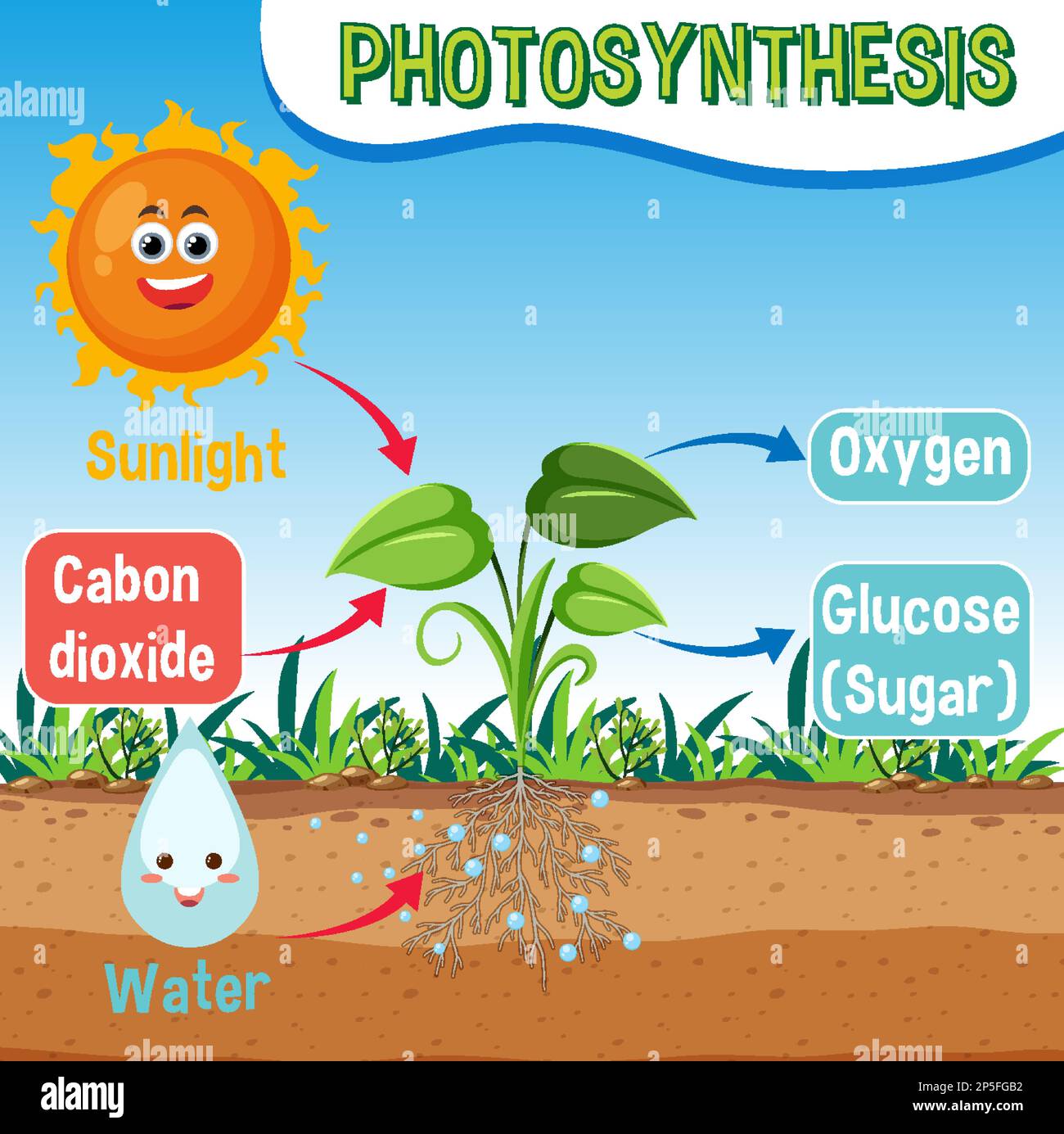 Diagramme de la photosynthèse pour illustration de l'enseignement de la biologie et des sciences de la vie Illustration de Vecteur