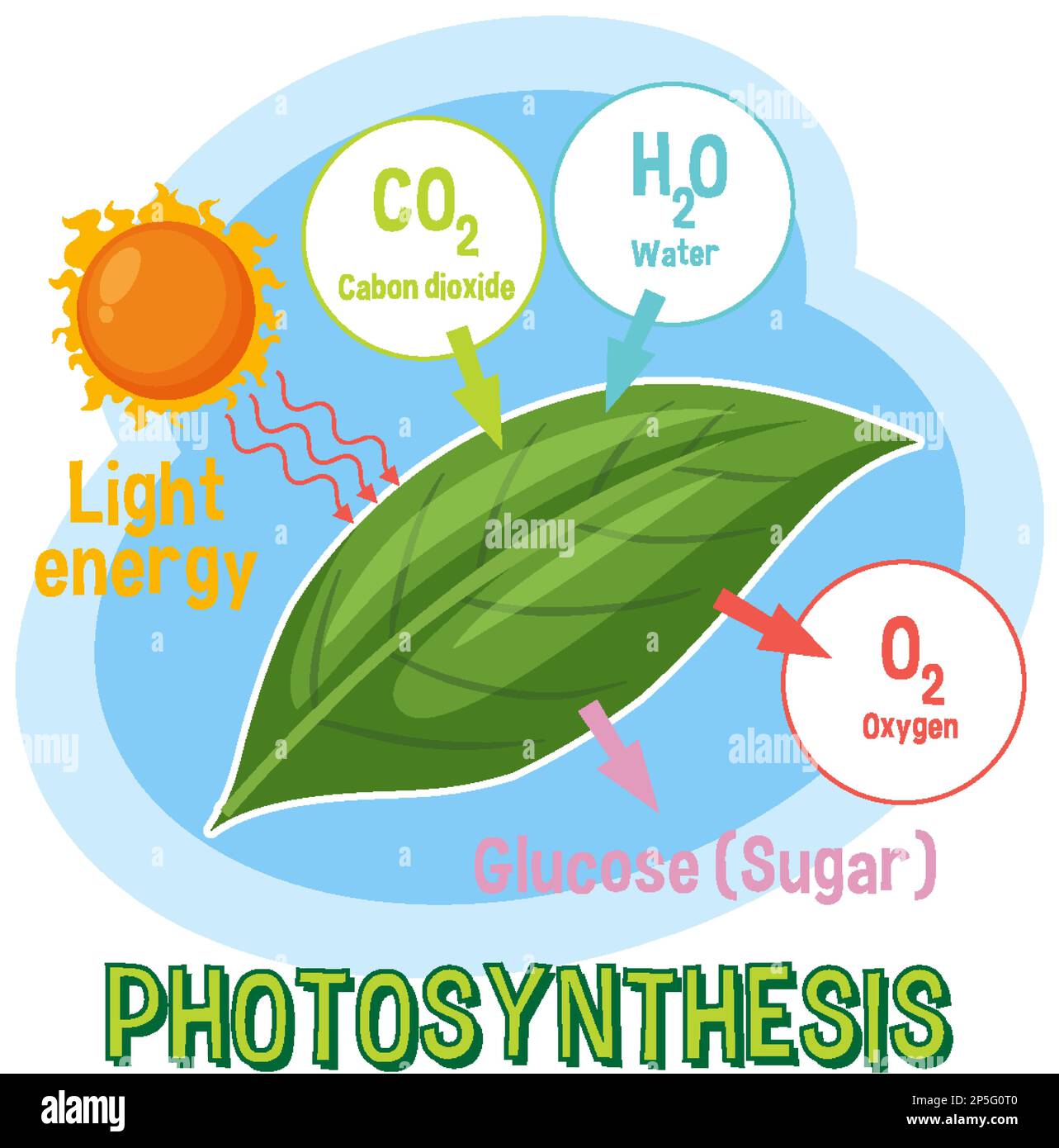 Diagramme de la photosynthèse pour illustration de l'enseignement de la biologie et des sciences de la vie Illustration de Vecteur