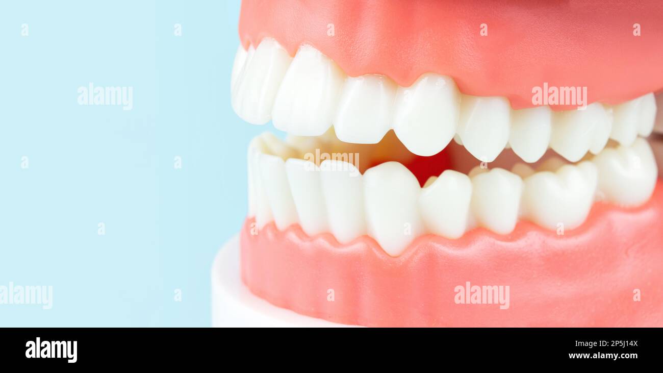 Fausses dents, mâchoires. Instruments de dentisterie et concept de contrôle de l'hygiéniste dentaire concept de soins dentaires et d'équipement du dentiste. Copier l'espace. Modèle de dent nous Banque D'Images