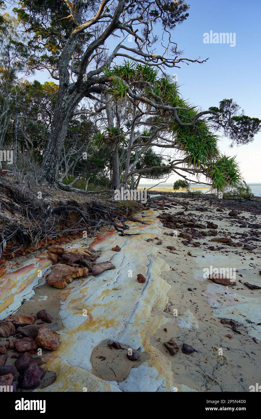 Vues vers le nord le long de Norfolk Beach sur l'île Coochiemudlo montrant les effets de l'érosion des plages Banque D'Images