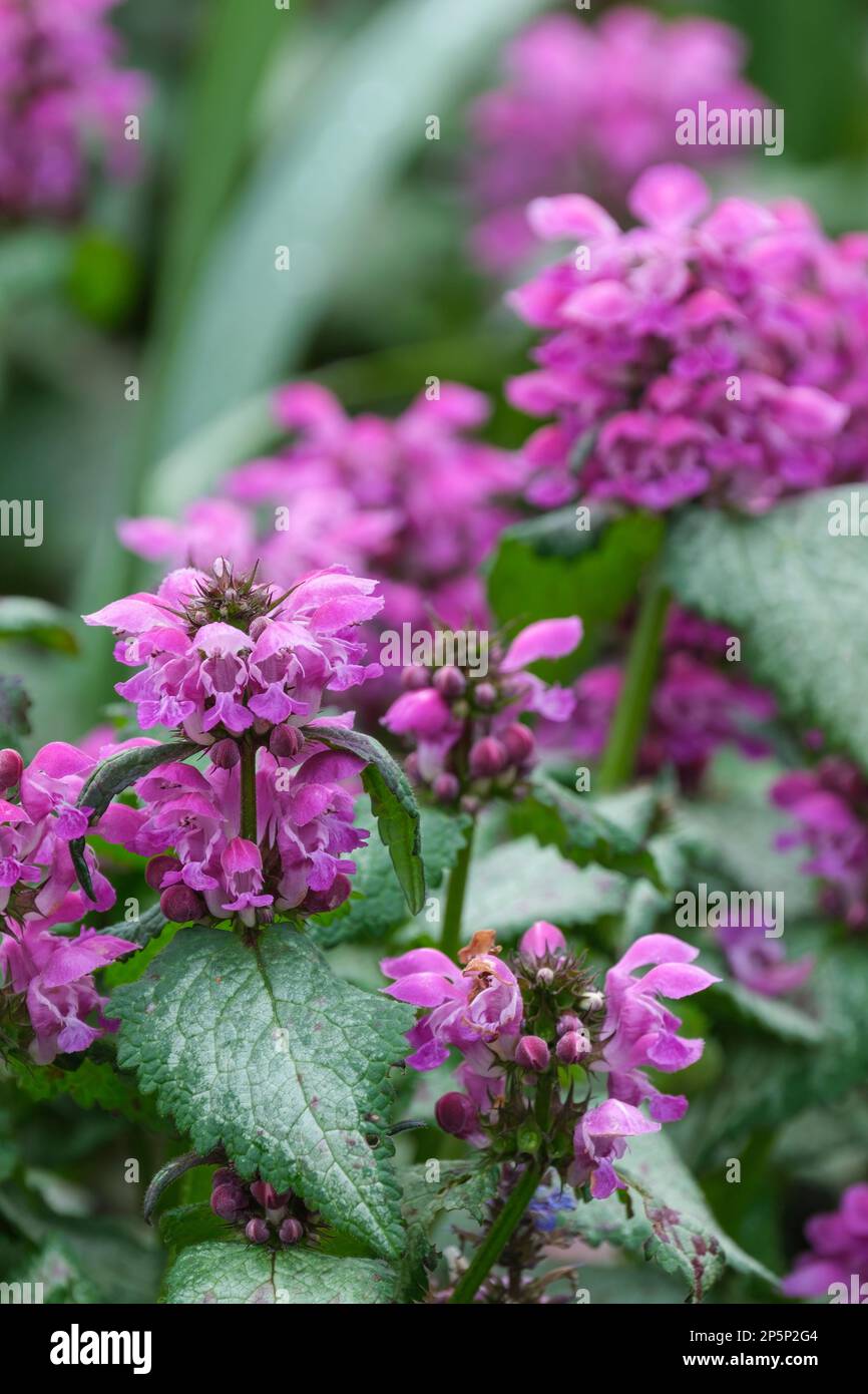 L'ortie tachetée Beacon Silver, Lamium maculatum Silbergroschen, vivace, feuilles d'argent bordées de fleurs vertes et roses Banque D'Images