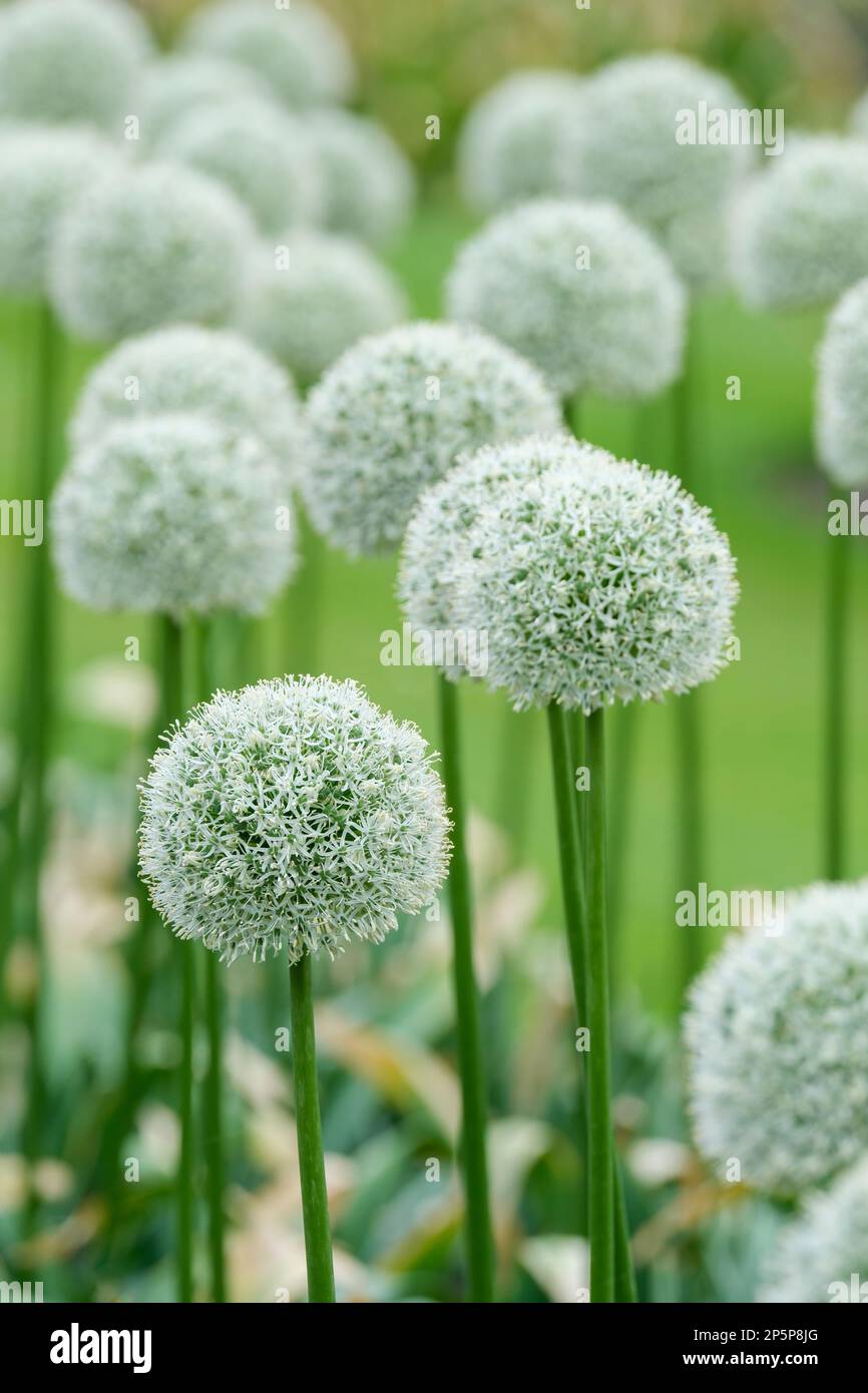 Allium Mount Everest, Allium stipitatum Mount Everest, oignon ornemental, fleurs blanches en forme d'étoile dans des balles étroitement emballées Banque D'Images