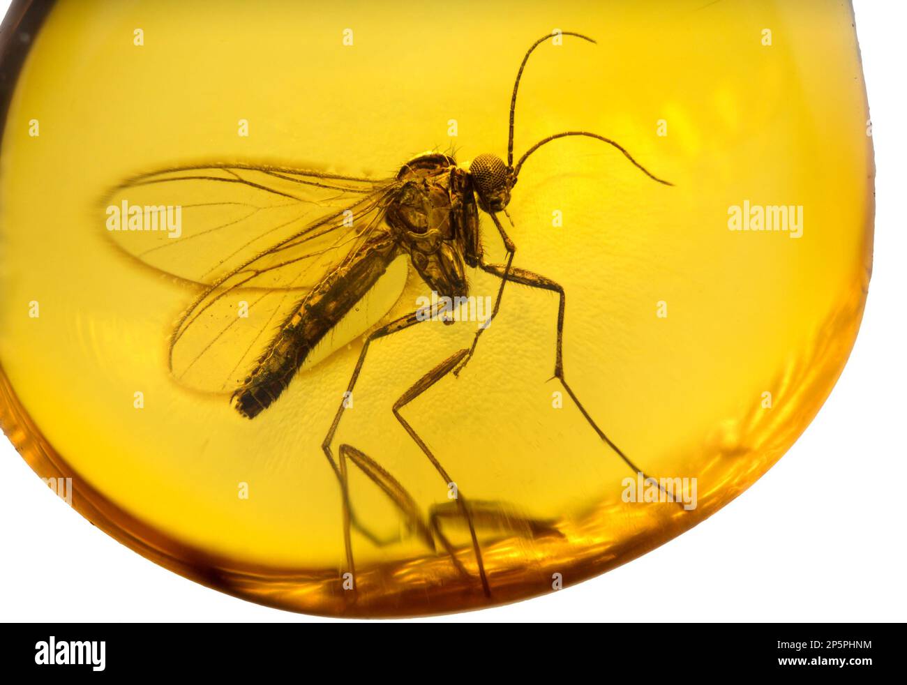 Mouche préhistorique conservée dans l'ambre Baltique - de Lituanie Banque D'Images