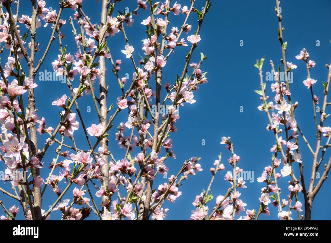 Une floraison printanière de fleurs sur un arbre, des fleurs blanches sur fond bleu ciel Banque D'Images