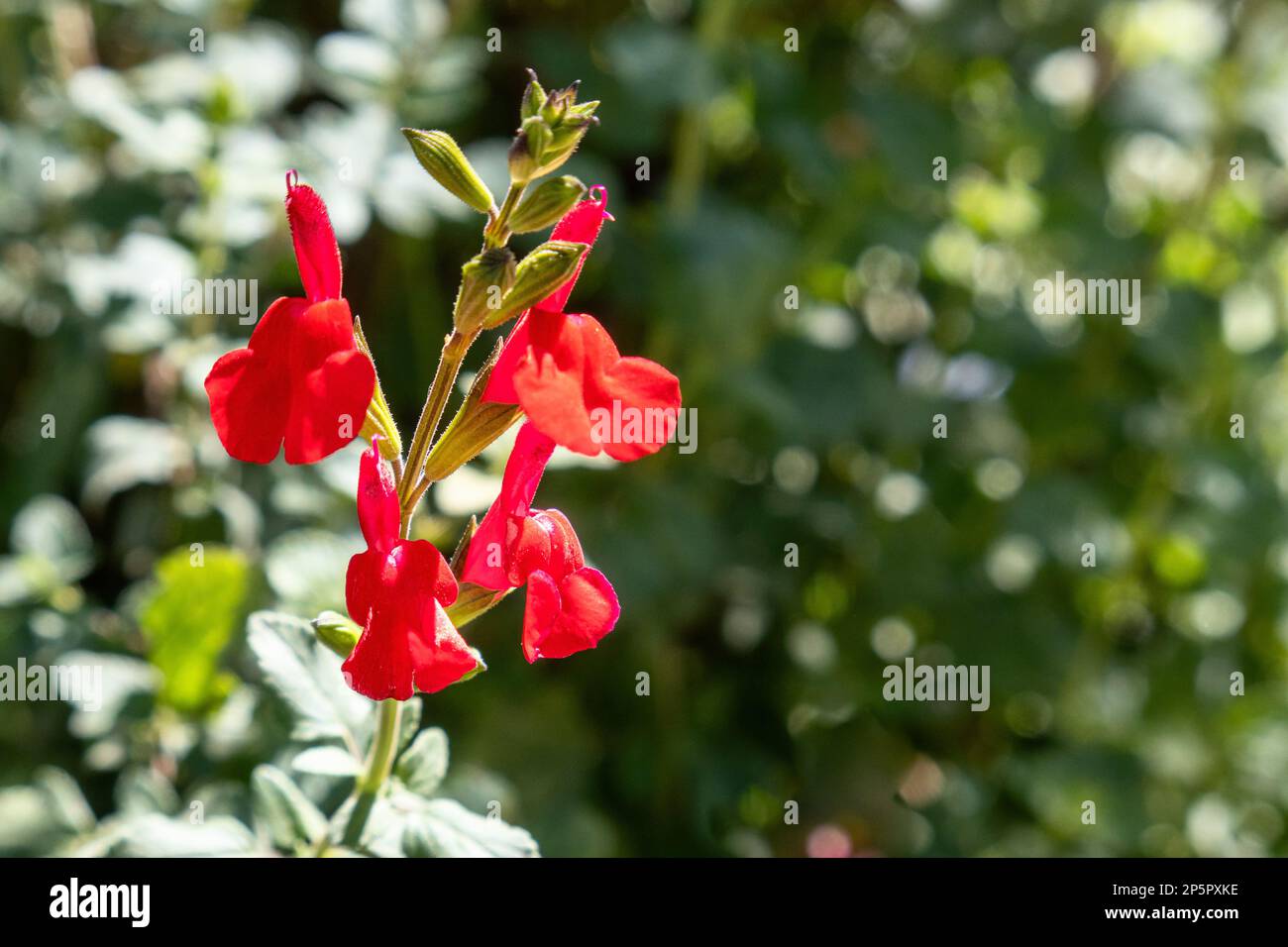 Une salvia rouge fleurit dans le jardin, peu profonde profondeur de champ. Banque D'Images