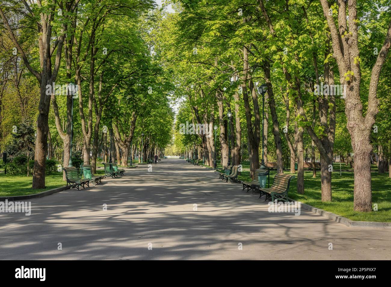 Allée verte dans le parc. Kharkiv, Ukraine, Parc de la ville de Shevchenko Banque D'Images
