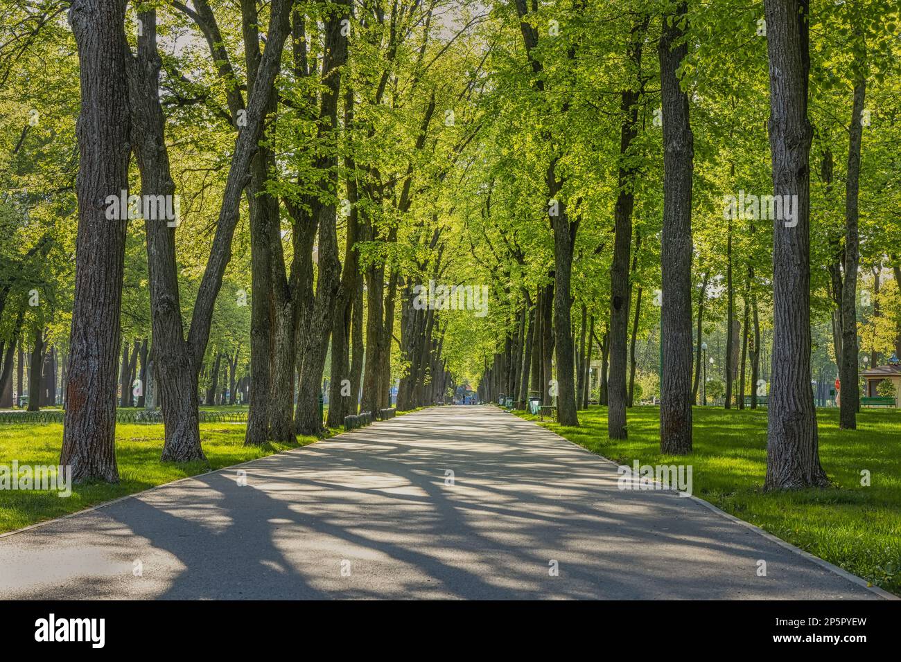 Allée verte dans le parc. Kharkiv, Ukraine, Central City Park Banque D'Images